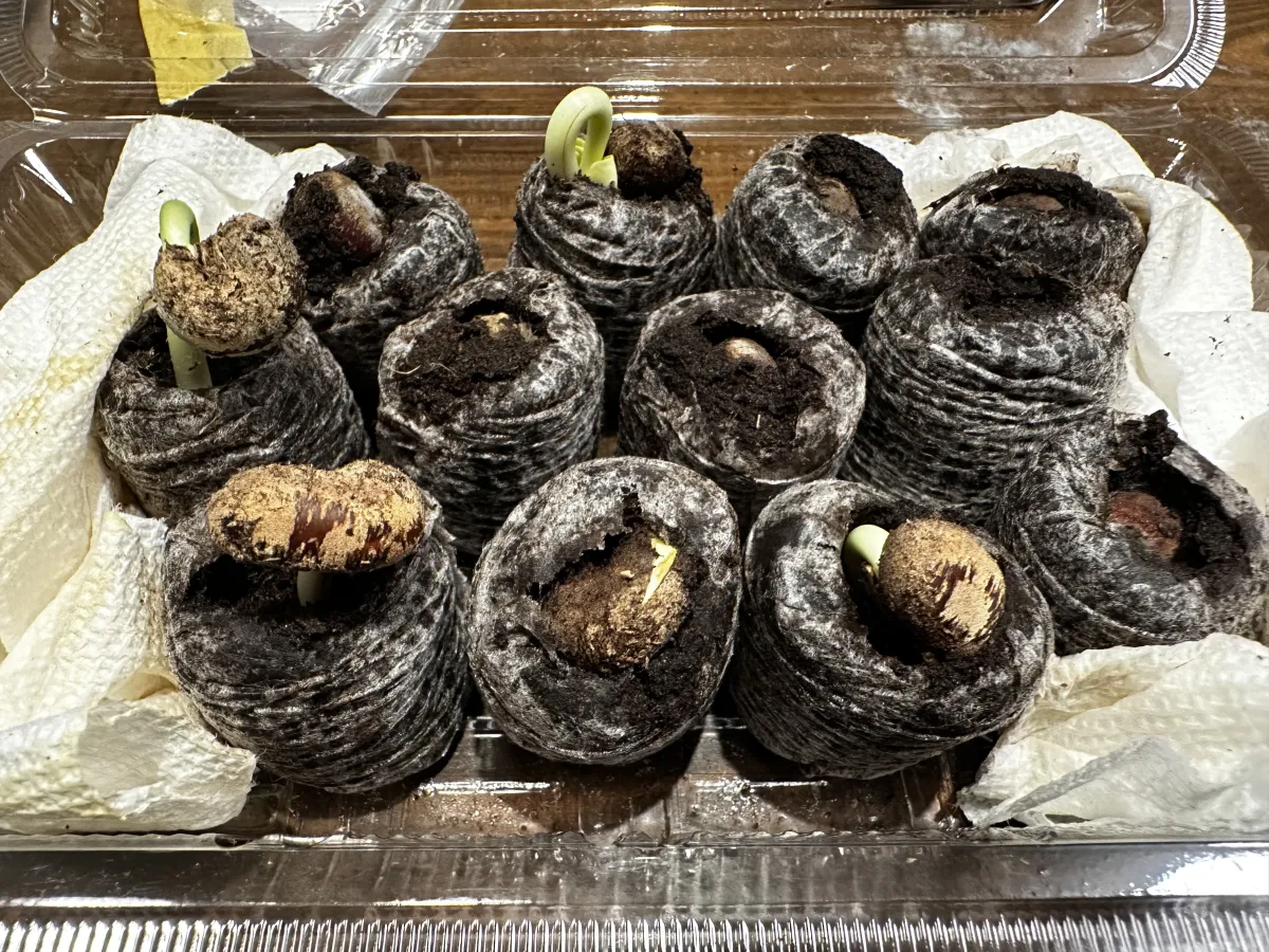 Adansonia za (アダンソニア（バオバブ） ザ)