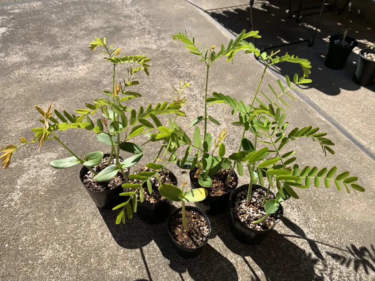 Delonix decaryi (デロニクス デカリー)