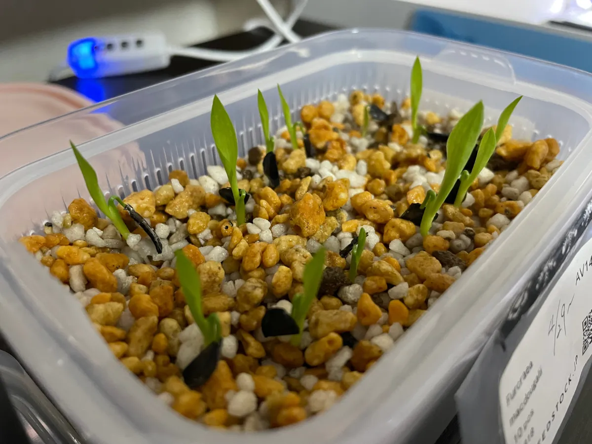 Furcraea macdougalii (フルクラエア マクドガリー)