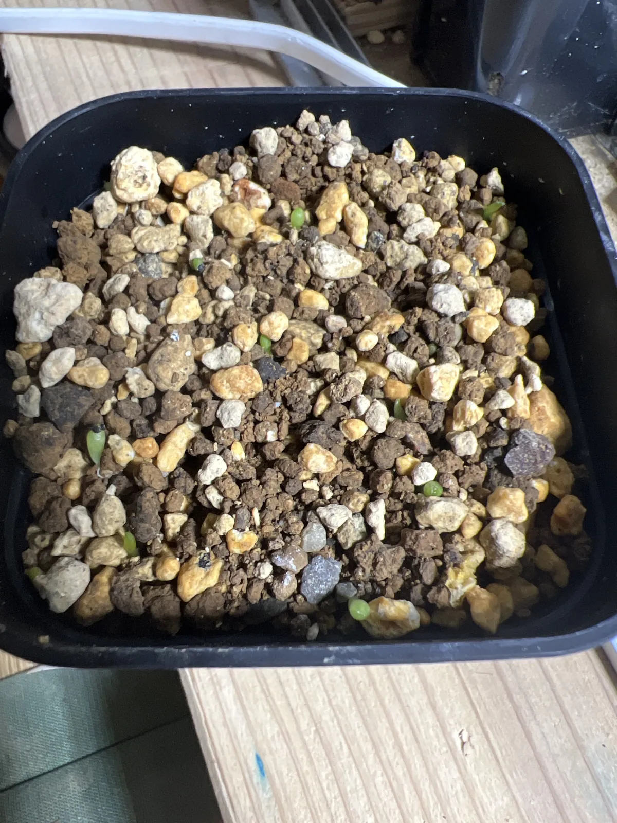 Turbinicarpus pulcherrimus (ツルビニカルプス プルチェリマス)