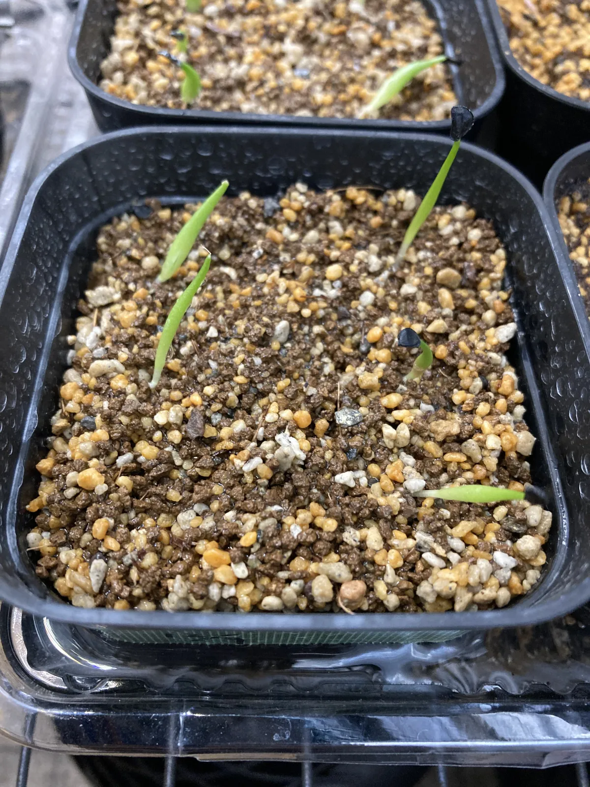 Agave titanota 'Blue' (アガベ チタノタブルー)