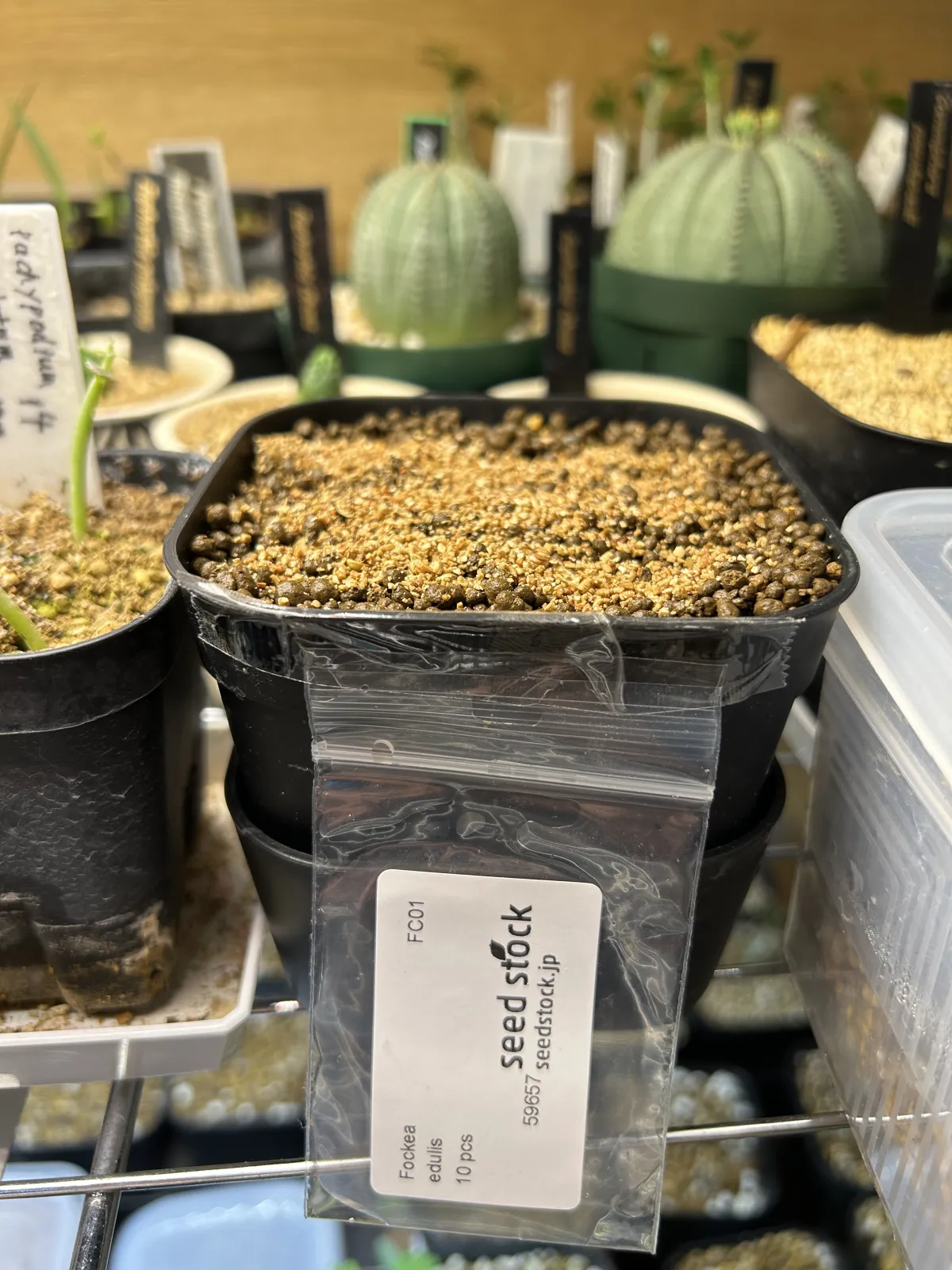 Fockea edulis (フォッケア 火星人)