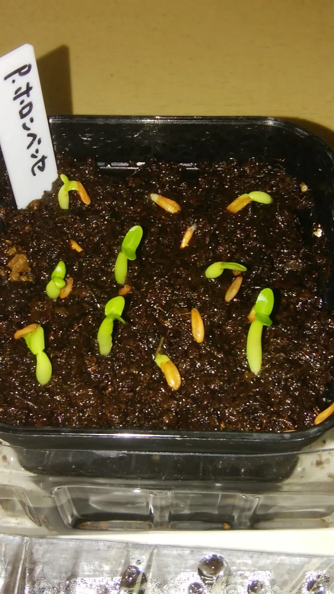 Pachypodium horombense (パキポディウム ホロンベンセ)