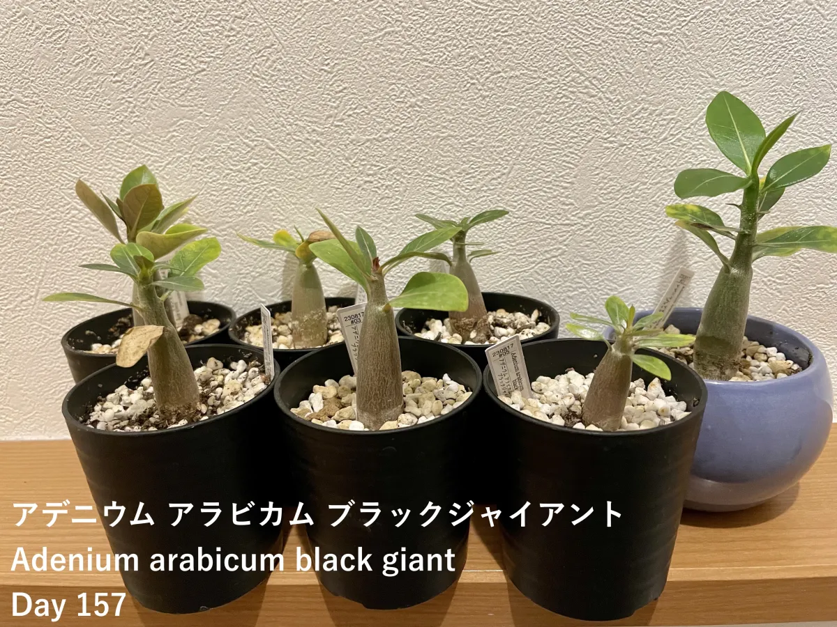 Adenium arabicum Black Giant (アデニウム アラビカム ブラックジャイアント)