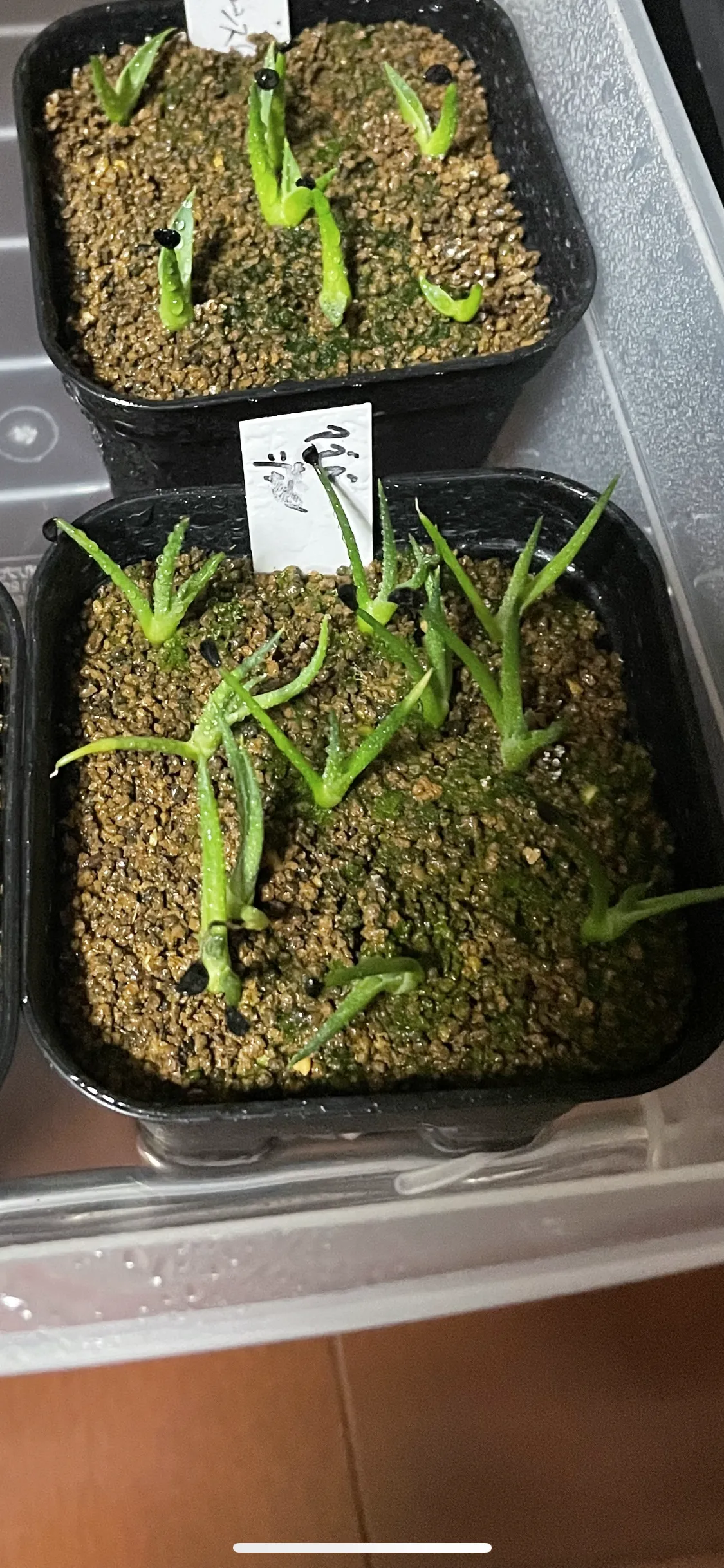 Agave geminiflora (アガベ ジェミニフローラ)