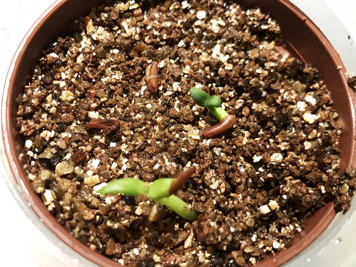 Pachypodium rosulatum var. gracilius (パキポディウム グラキリス)