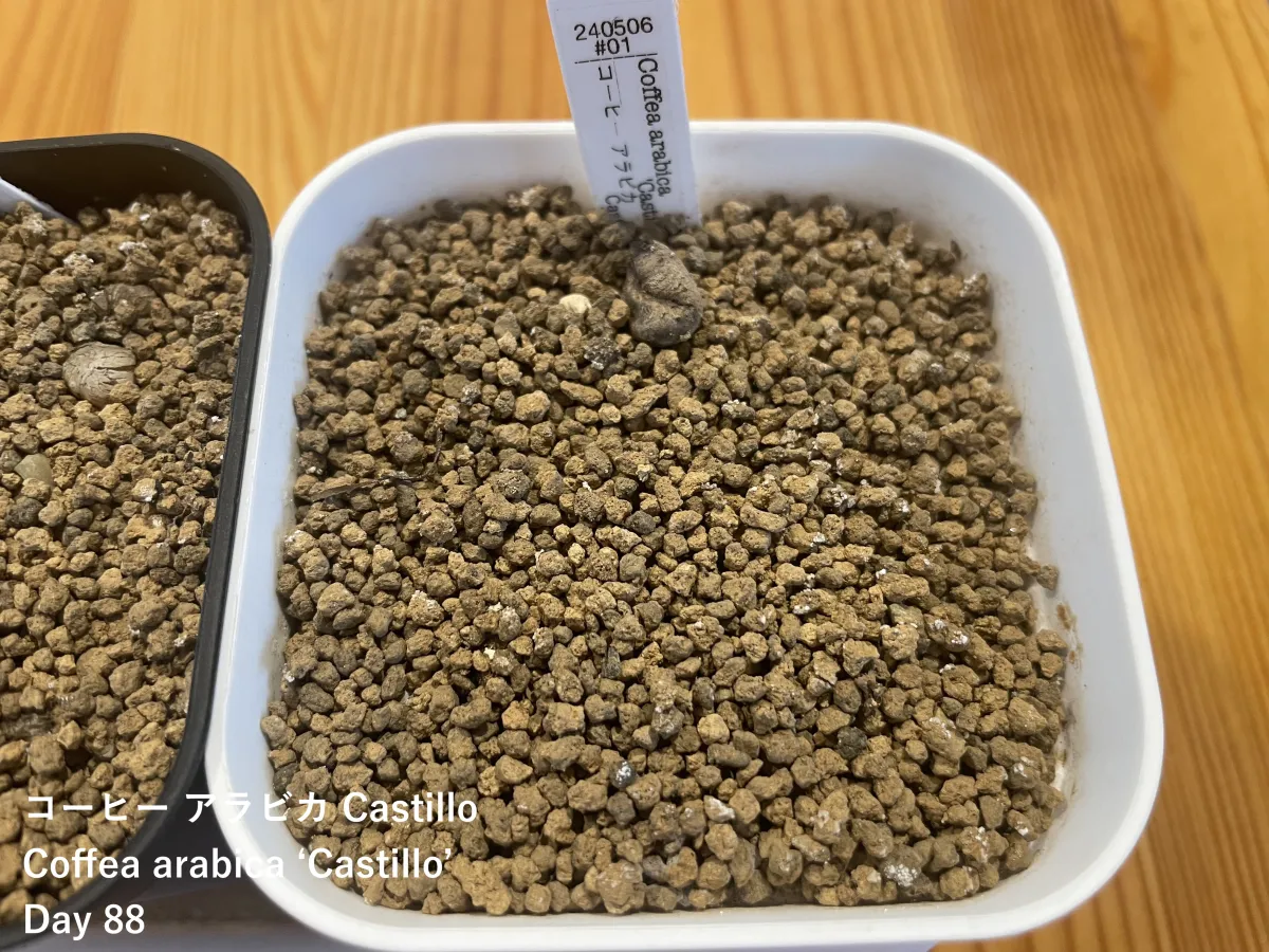 Coffea arabica Typica (コーヒー アラビカ)