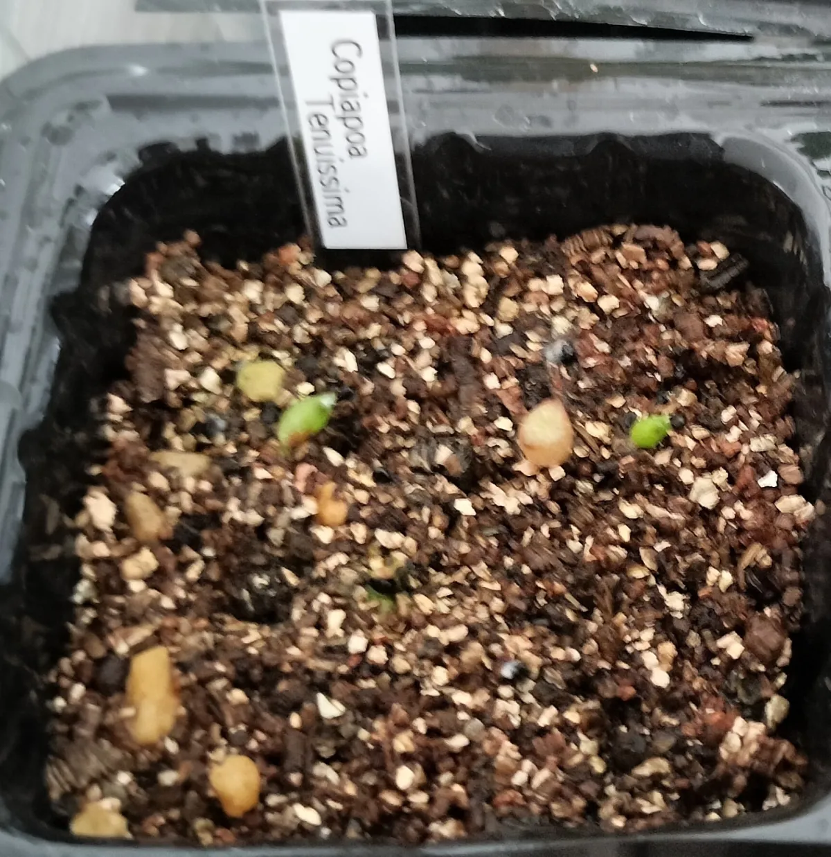 Copiapoa tenuissima (コピアポア テヌイシマ)