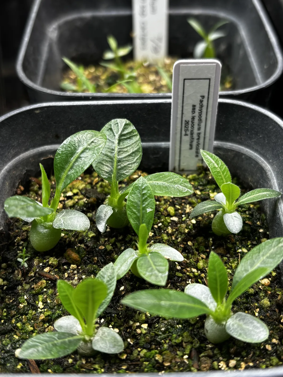 Pachypodium brevicaule subsp. leucoxanthum (パキポディウム レウコキサンツム)