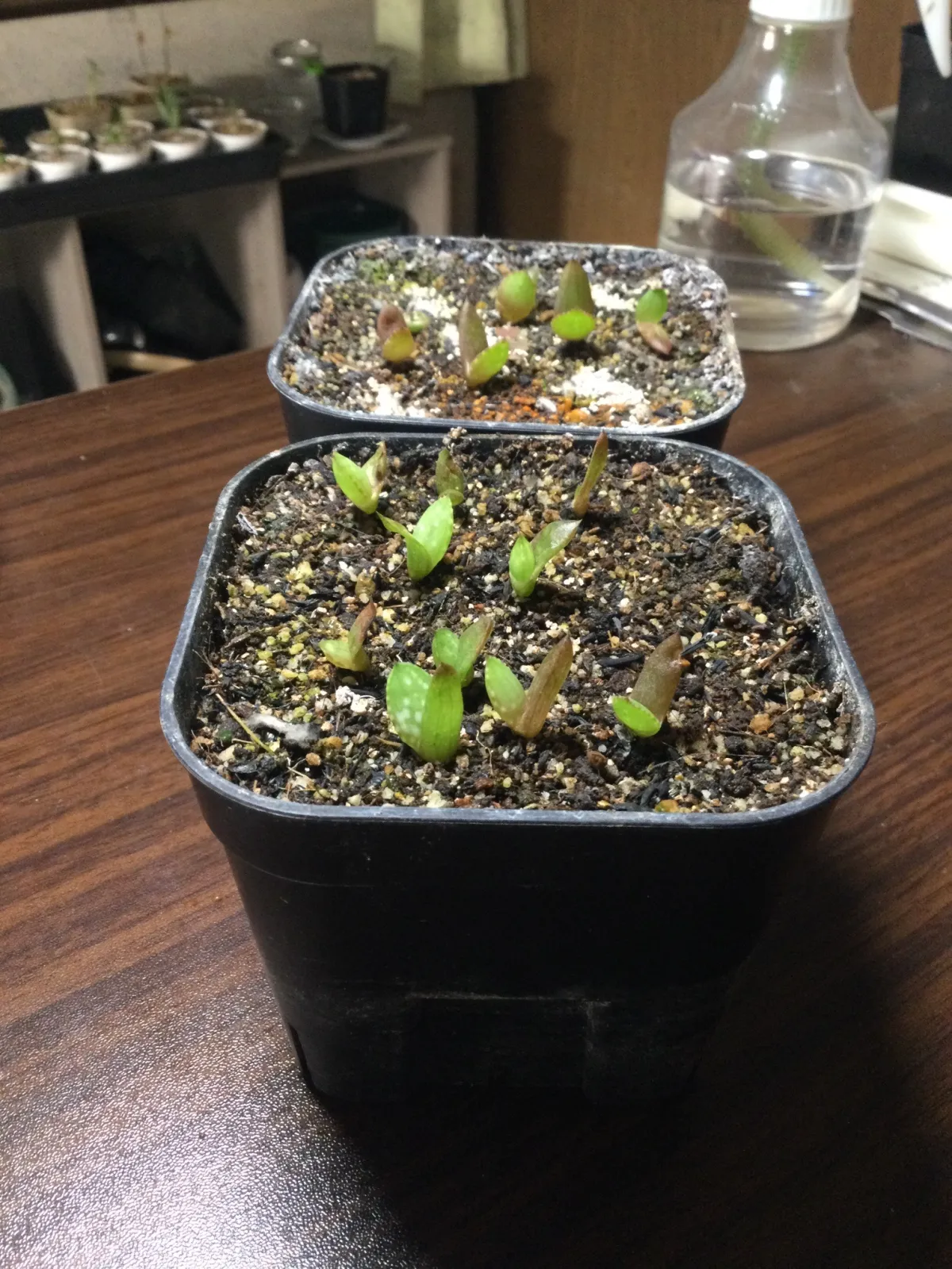 Aloe microstigma subsp. microstigma (アロエ ミクロスティグマ)