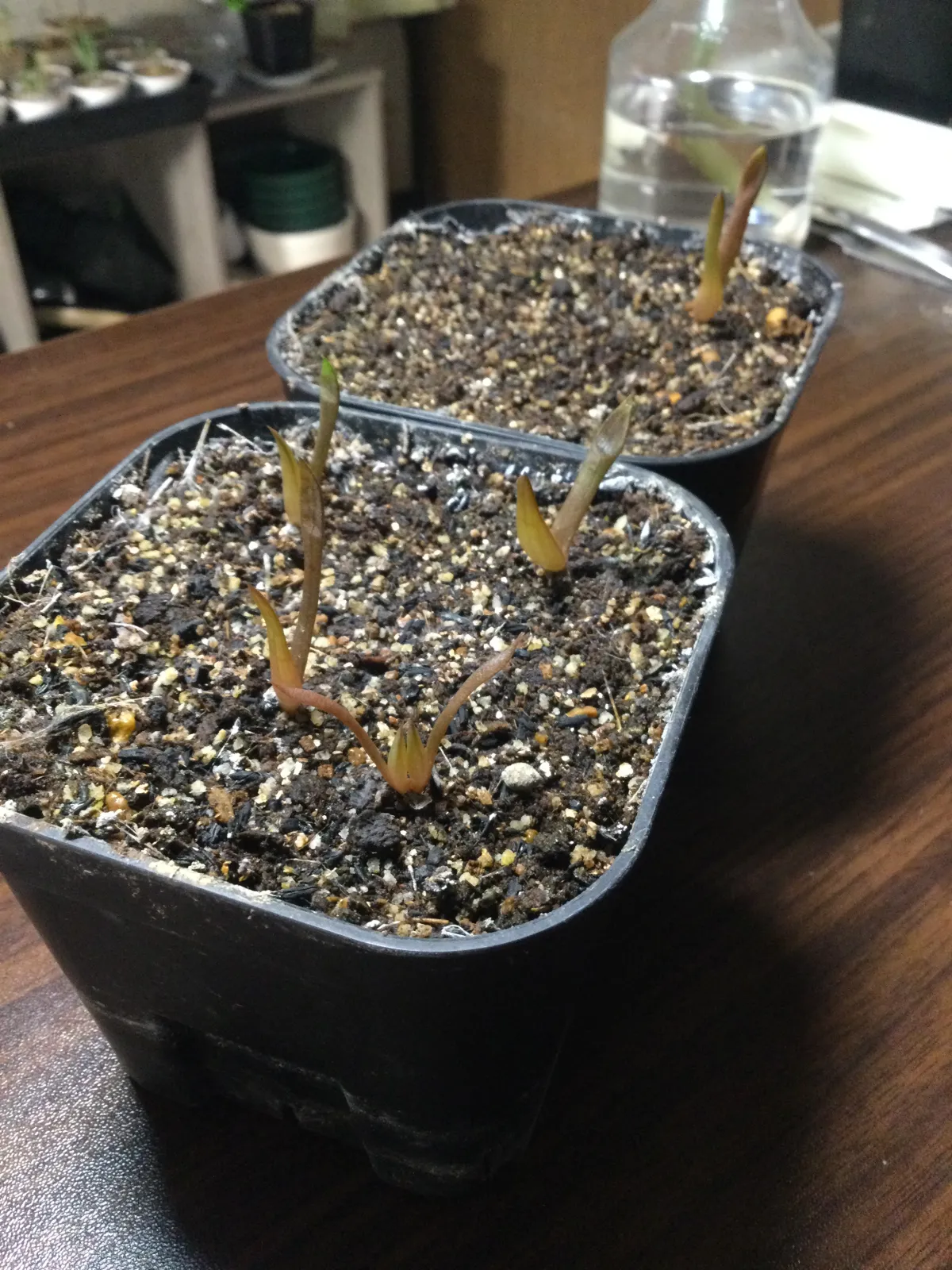 Aloe cipolinicola (アロエ キポリニコラ)