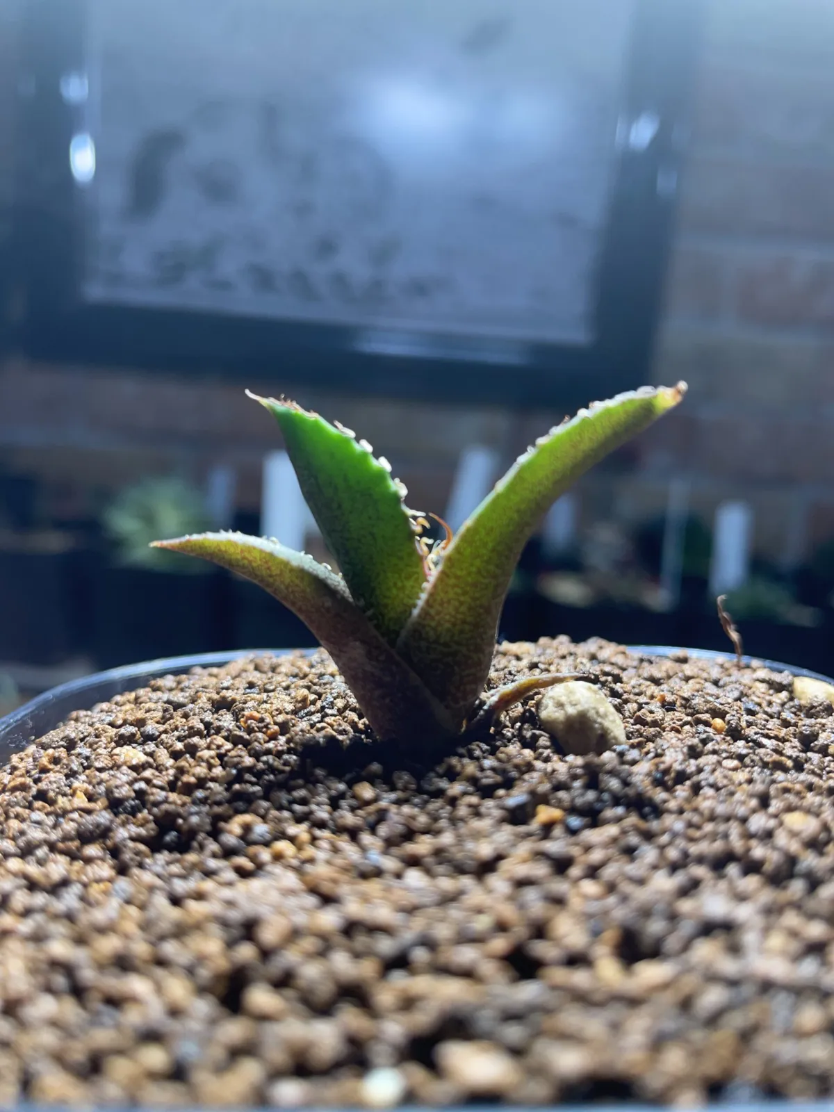 Agave oteroi (アガベ オテロイ)