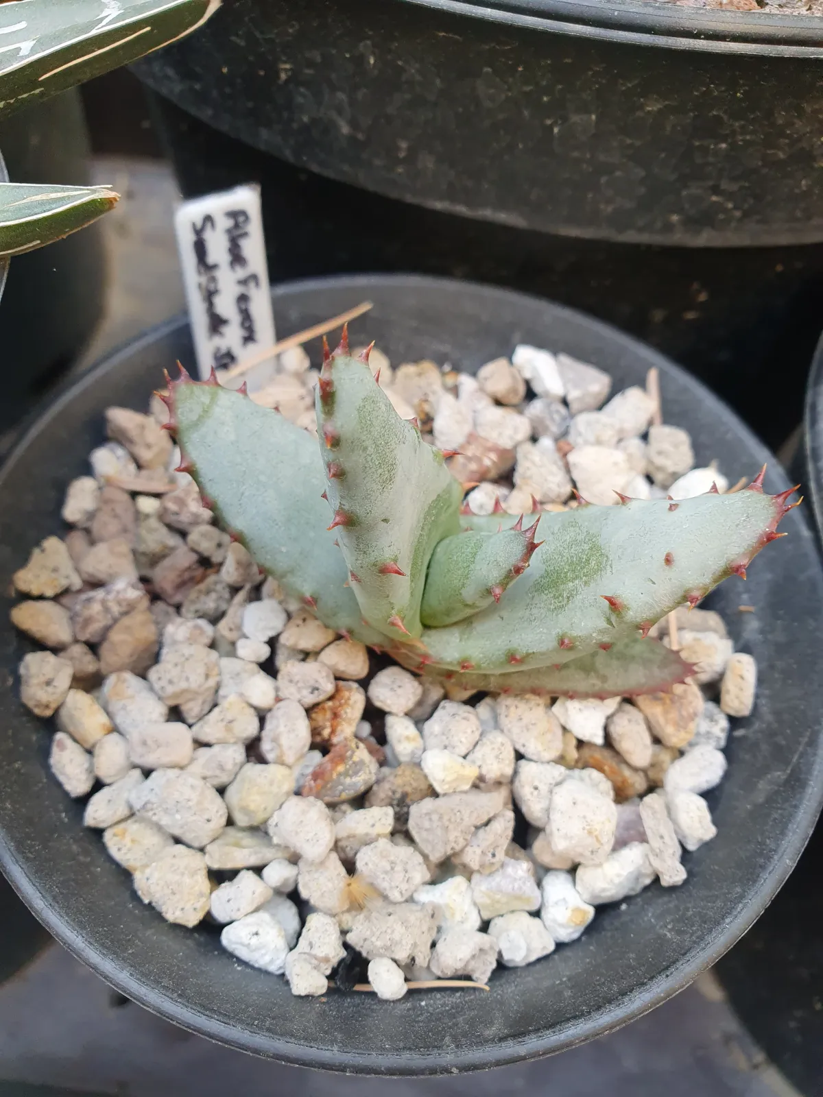 Aloe ferox (アロエ フェロックス)