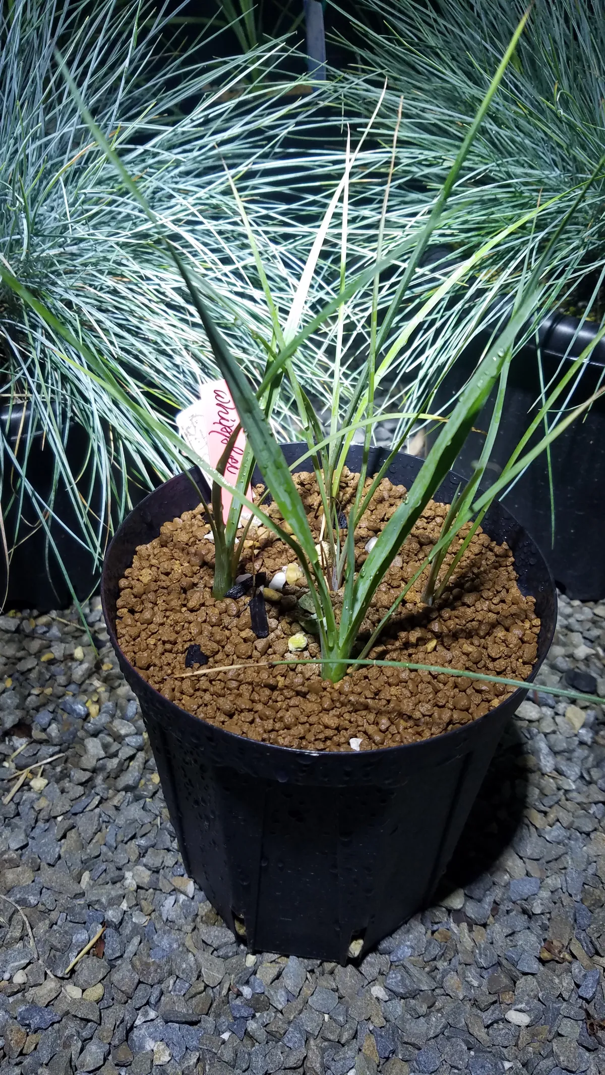 Yucca whipplei (ユッカ ウィップレイ)