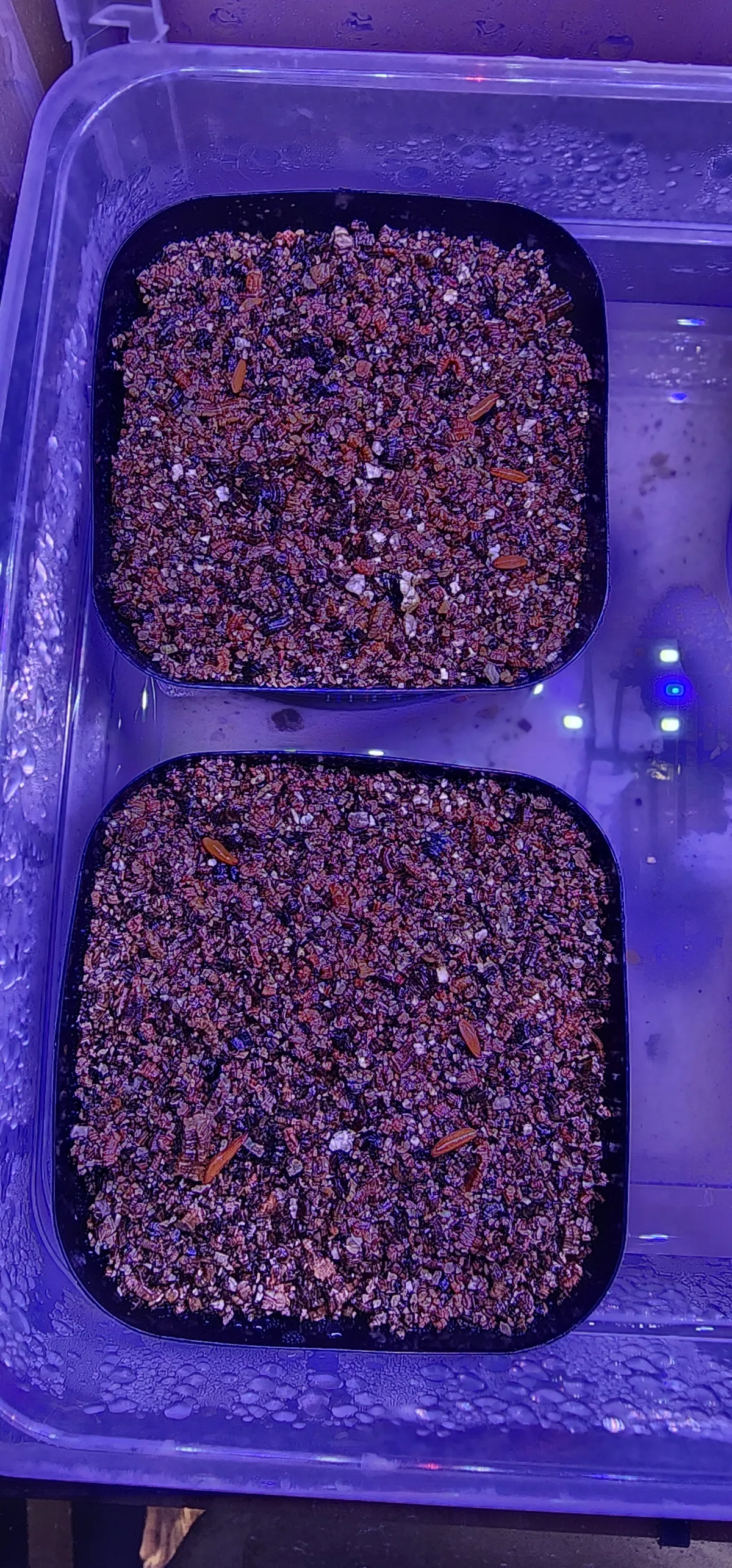 [無料種子] 発芽難 パキポディウム グラキリス　 Pachypodium rosulatum var. gracilius