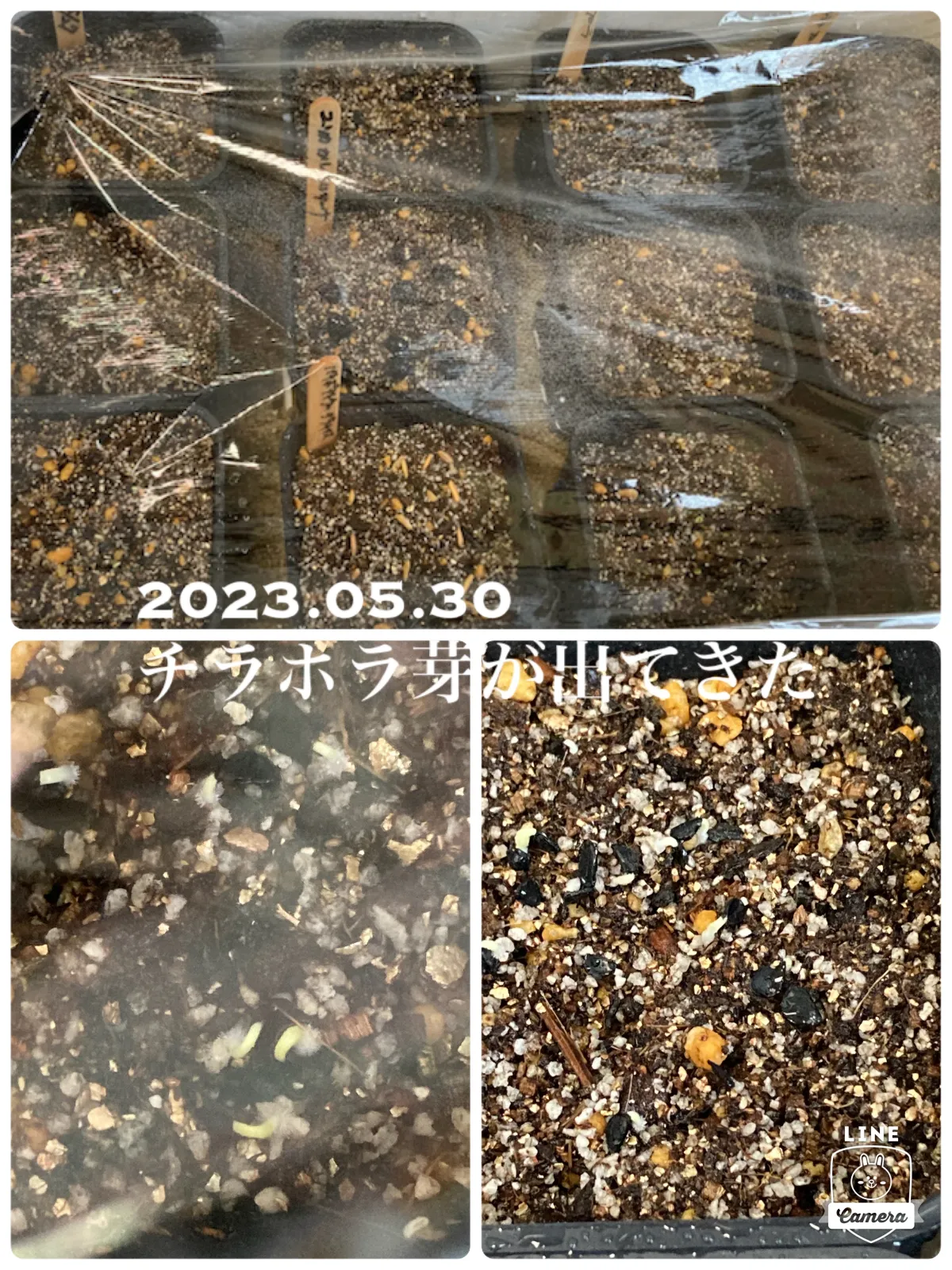 Agave oteroi (アガベ オテロイ)