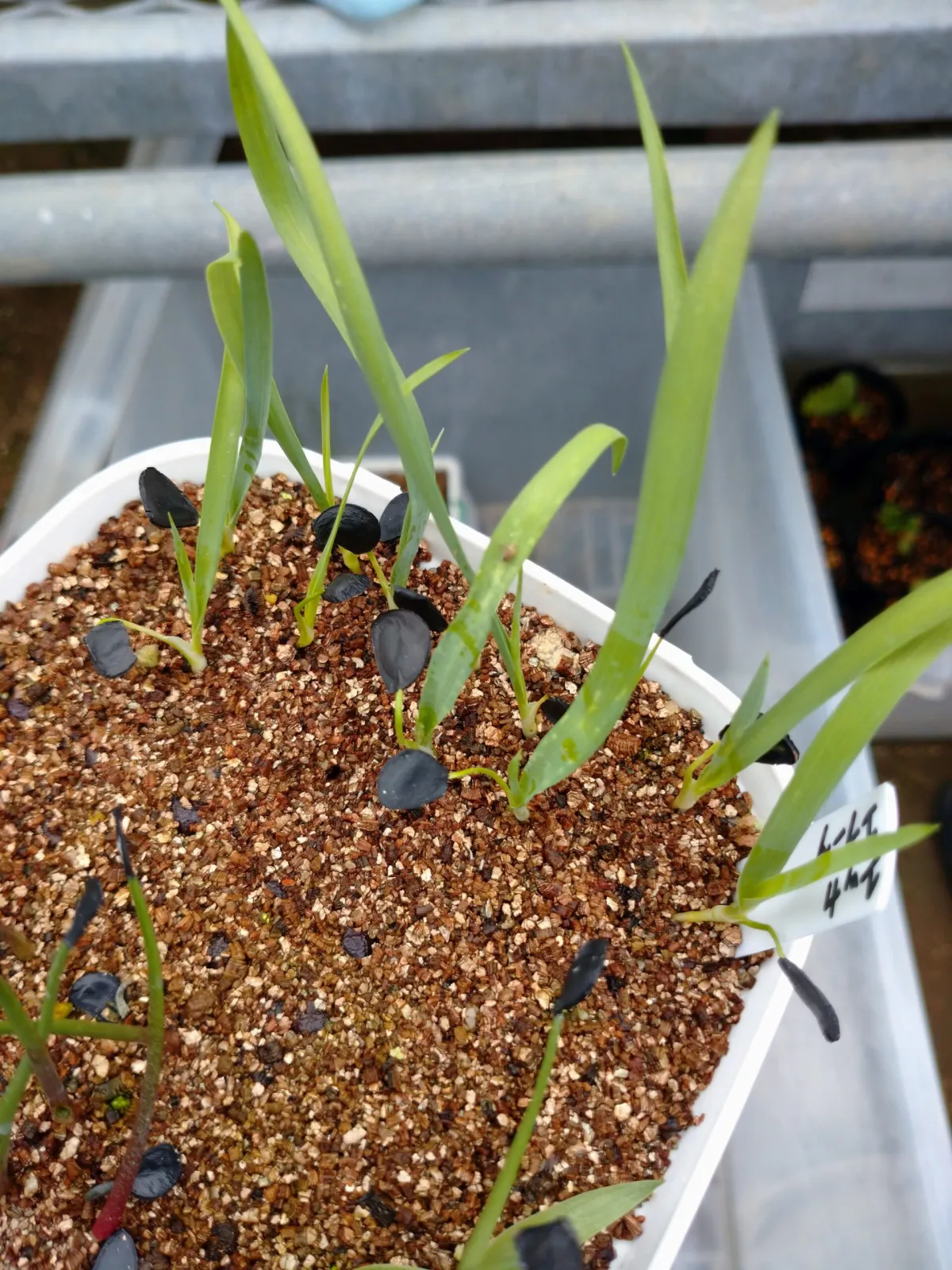 Yucca elata (ユッカ エラータ)