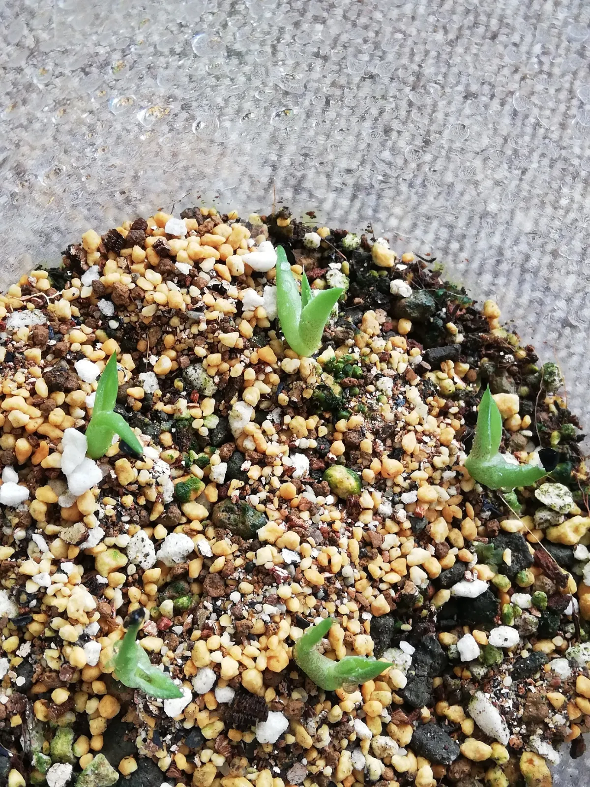 Agave titanota 'Blue' (アガベ チタノタブルー)