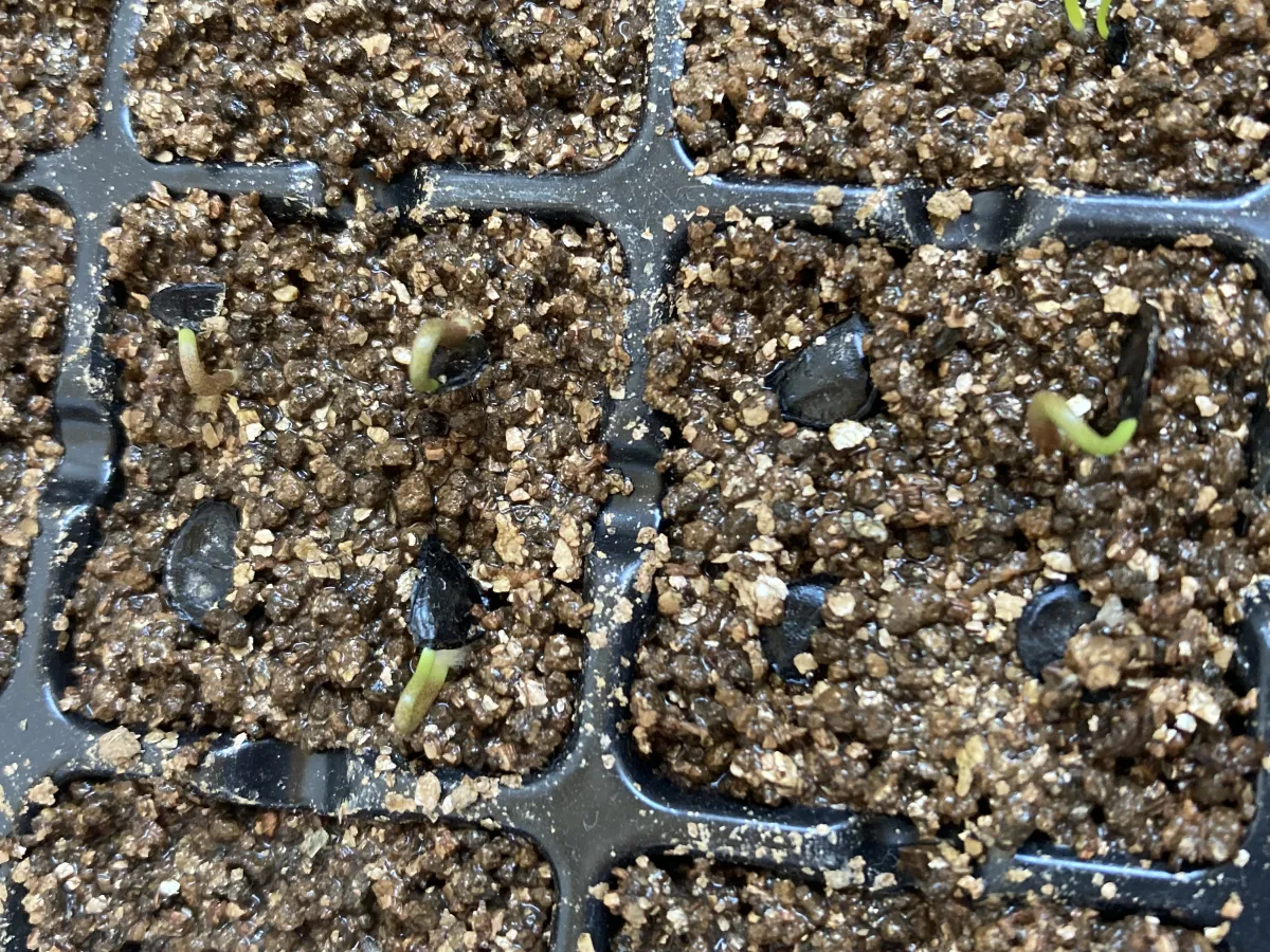 Agave cupreata (アガベ クプレアータ)