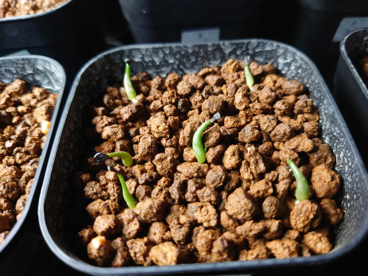 Agave horrida ssp. horrida (アガベ ホリダ)