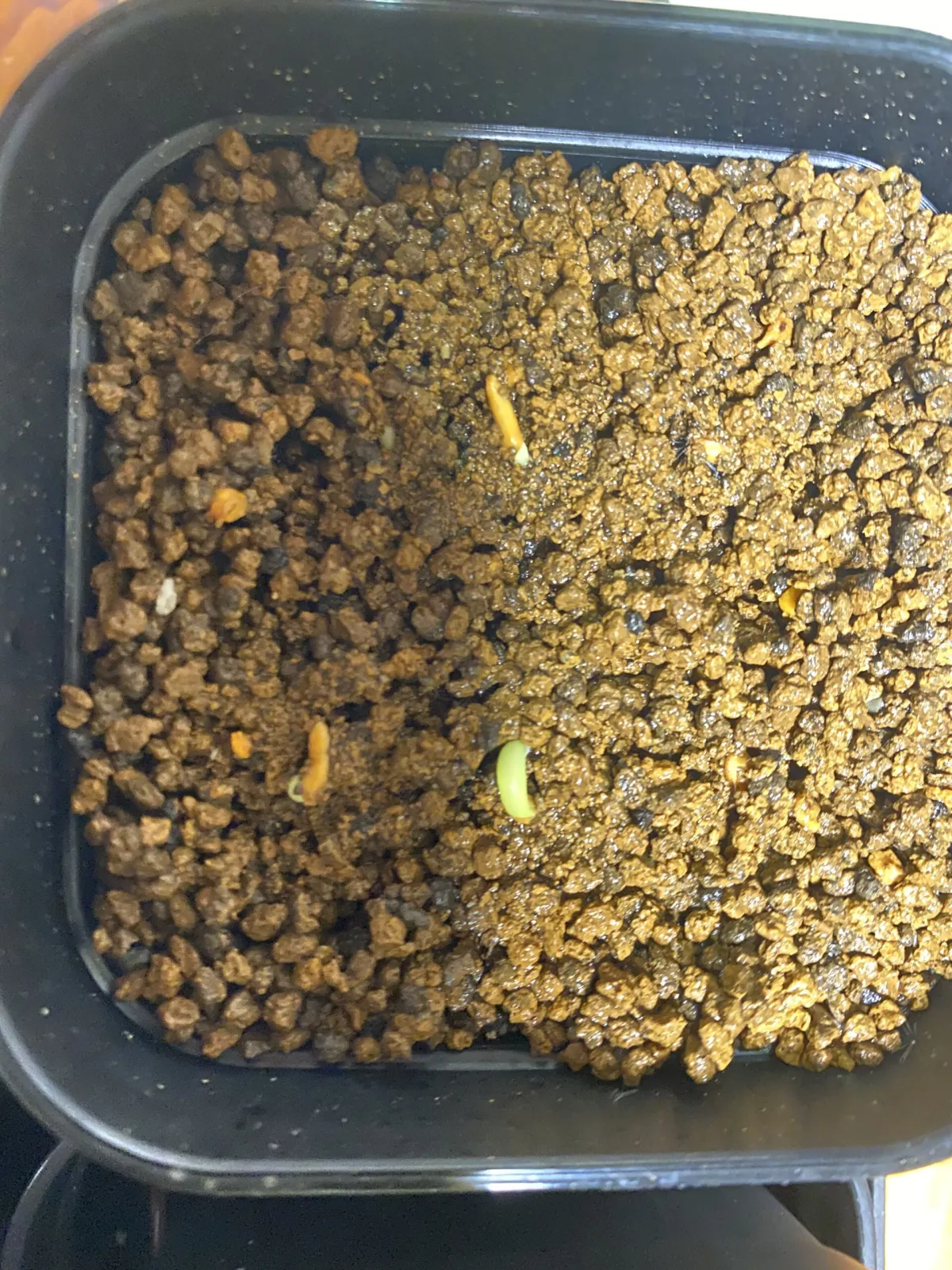 Pachypodium rosulatum ssp. cactipes (パキポディウム カクチペス)