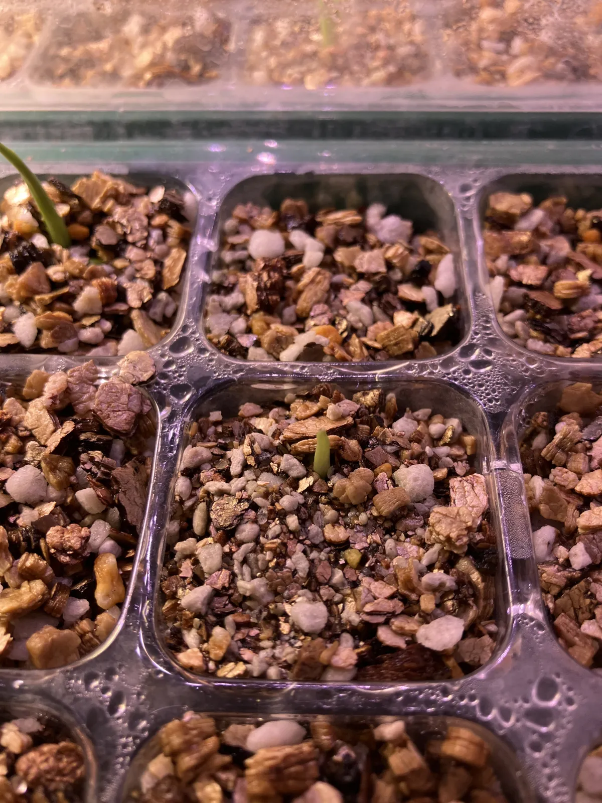 Monstera deliciosa Tauerii (モンステラ タウエリー)