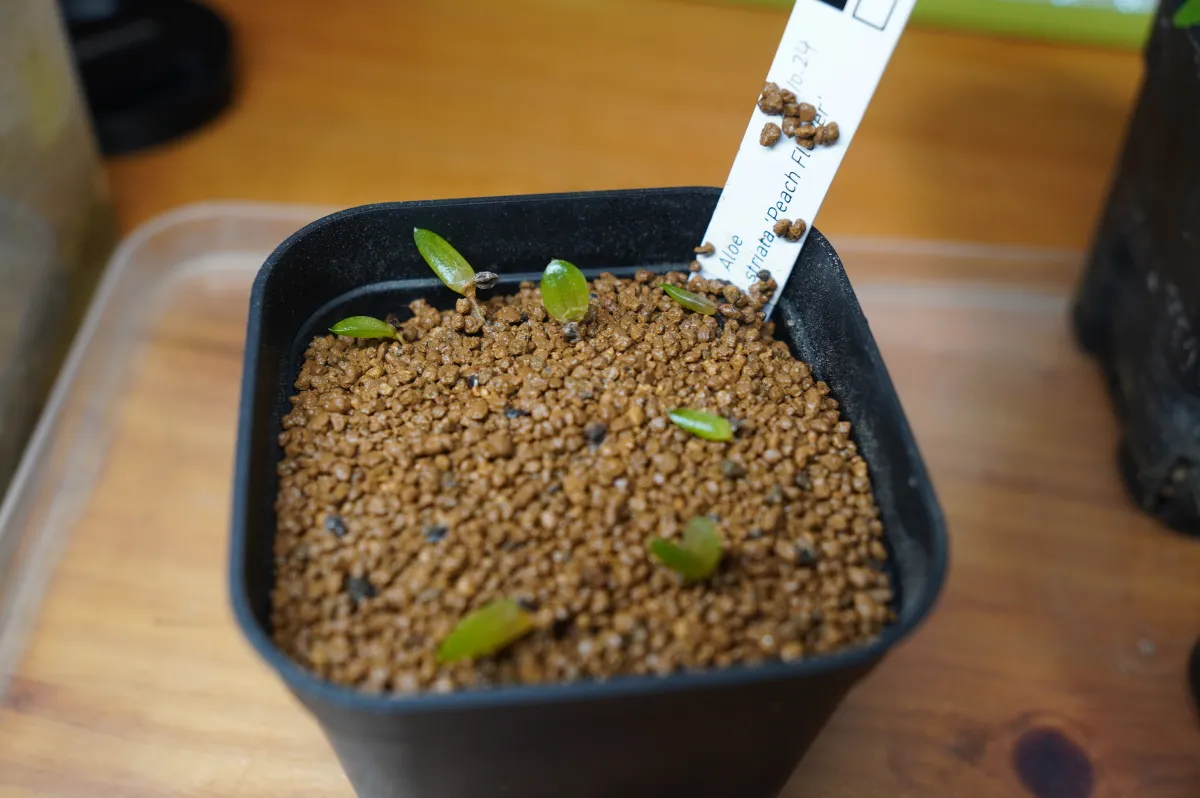 Aloe striata (アロエ ストリアータ ピーチフラワー)