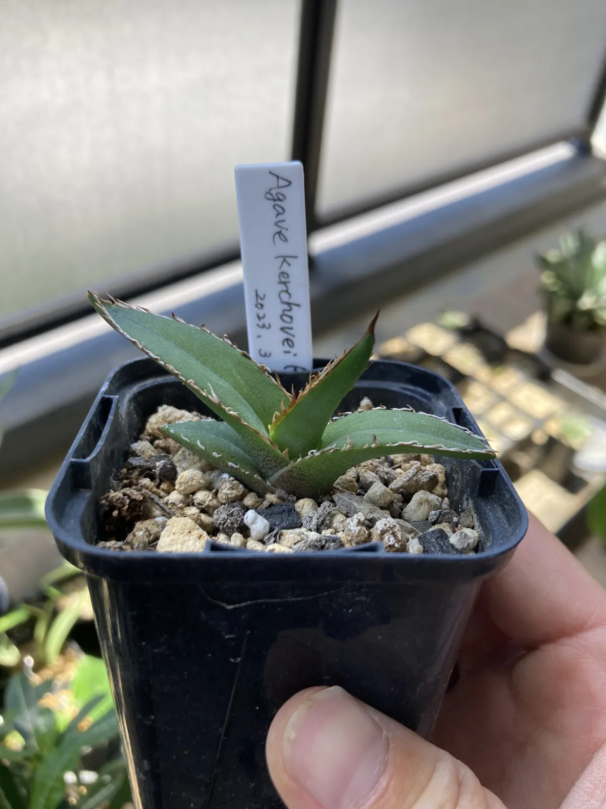 Agave kerchovei (アガベ ケルチョベイ)