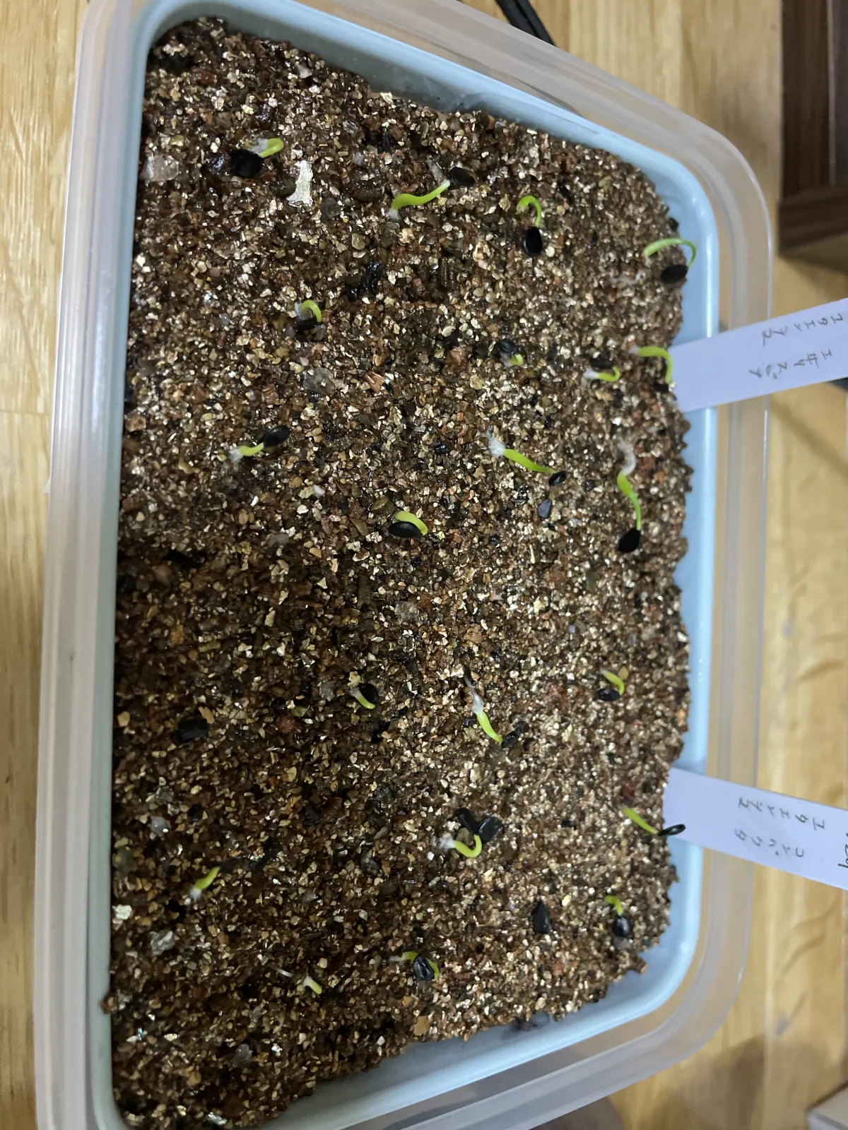 Agave utahensis var. eborispina (アガベ エボリスピナ)