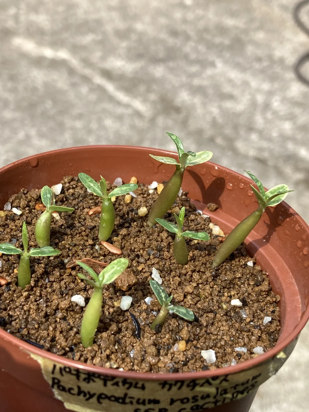 Pachypodium rosulatum ssp. cactipes (パキポディウム カクチペス)