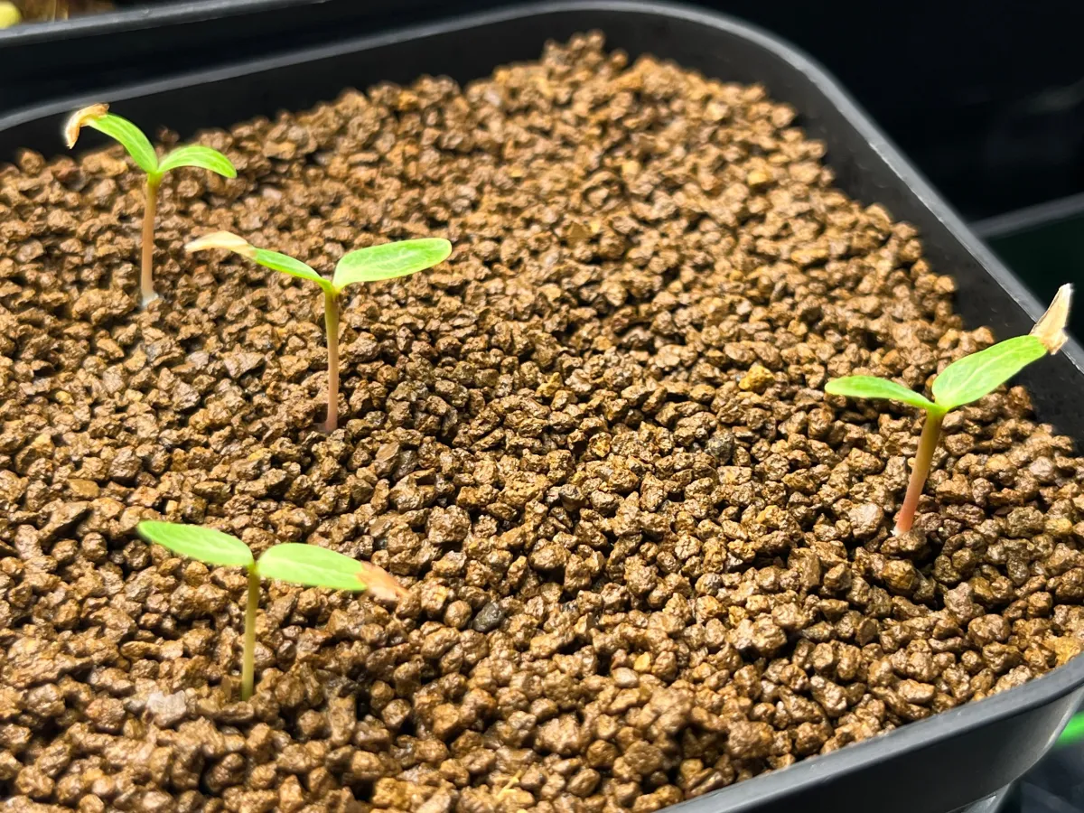 Fouquieria purpusii (フォークイエリア プルプシー)