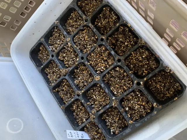 ブレビカウレ　モニター