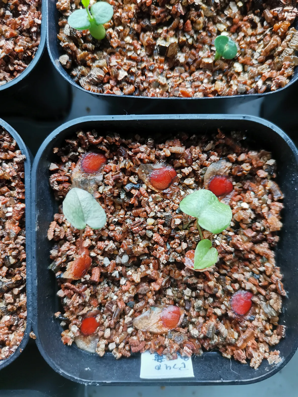 Dioscorea elephantipes (ディオスコレア エレファンティペス アフリカ亀甲竜)