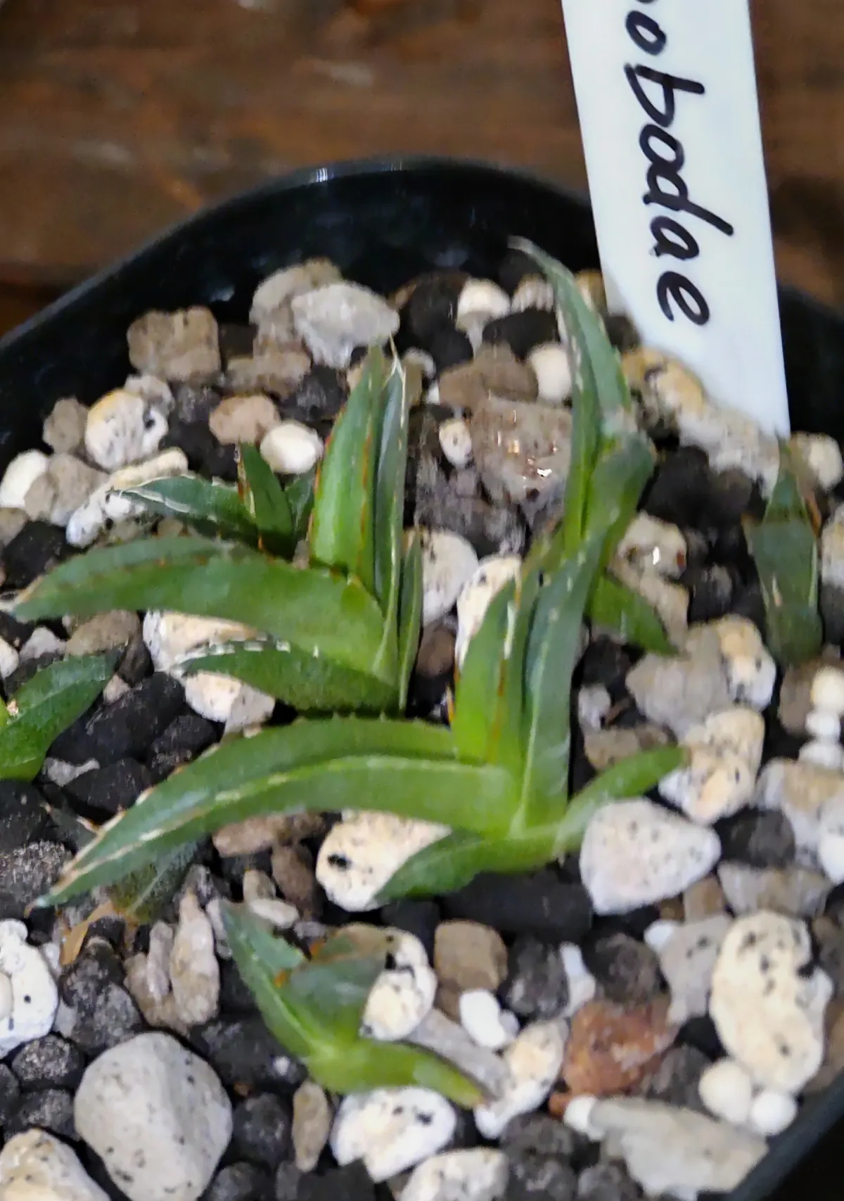 Agave victoriae-reginae ssp. swobodae 'Compacta' (アガベ スワボダエ コンパクタ‘’)