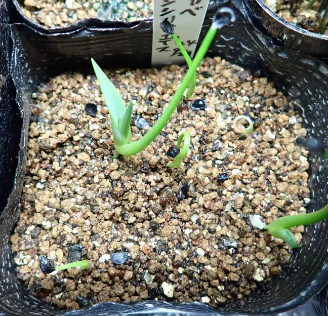 Agave dasylirioides (アガベ ダシリリオイデス)