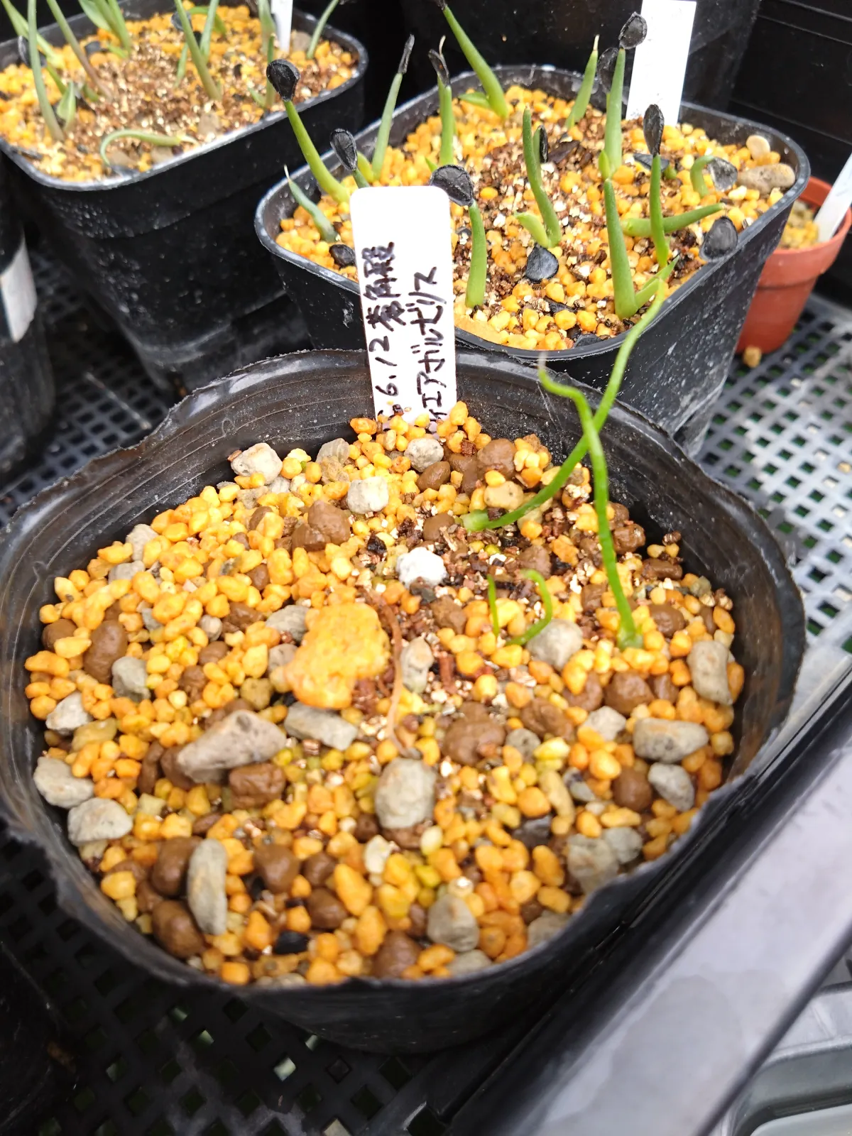 Bowiea volubilis (ボウィエア ボルビリス 蒼角殿)