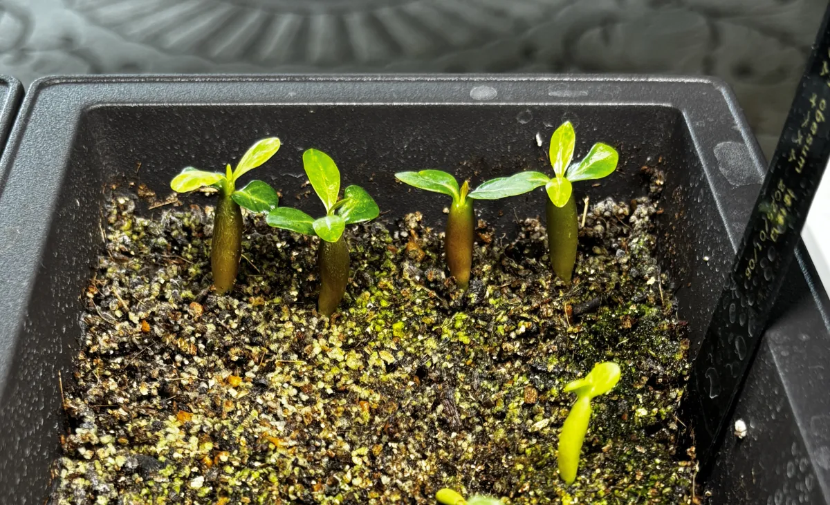 Adenium obesum (アデニウム オベスム)