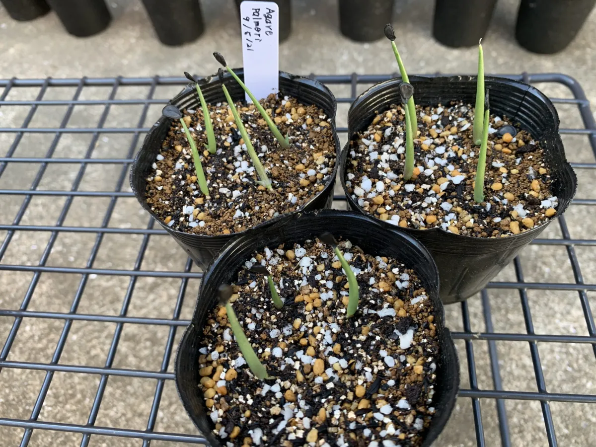 Agave palmeri (アガベ パルメリー)