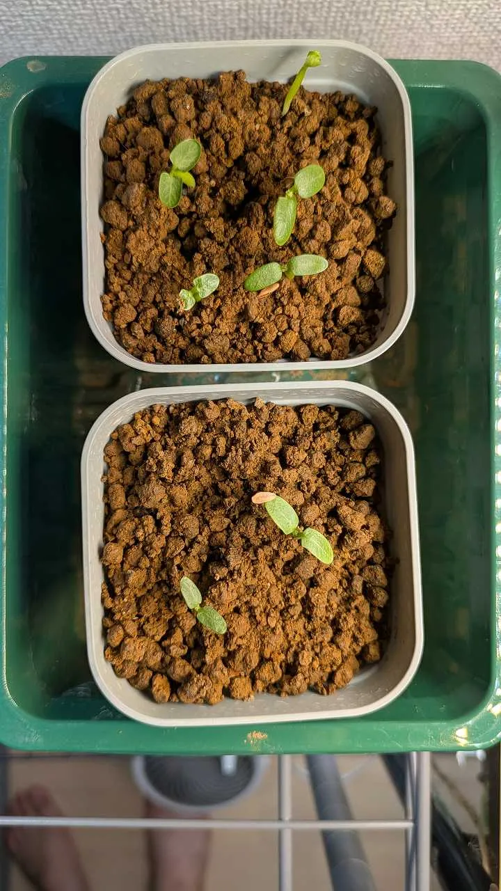 Pachypodium rosulatum var. gracilius (パキポディウム グラキリス)