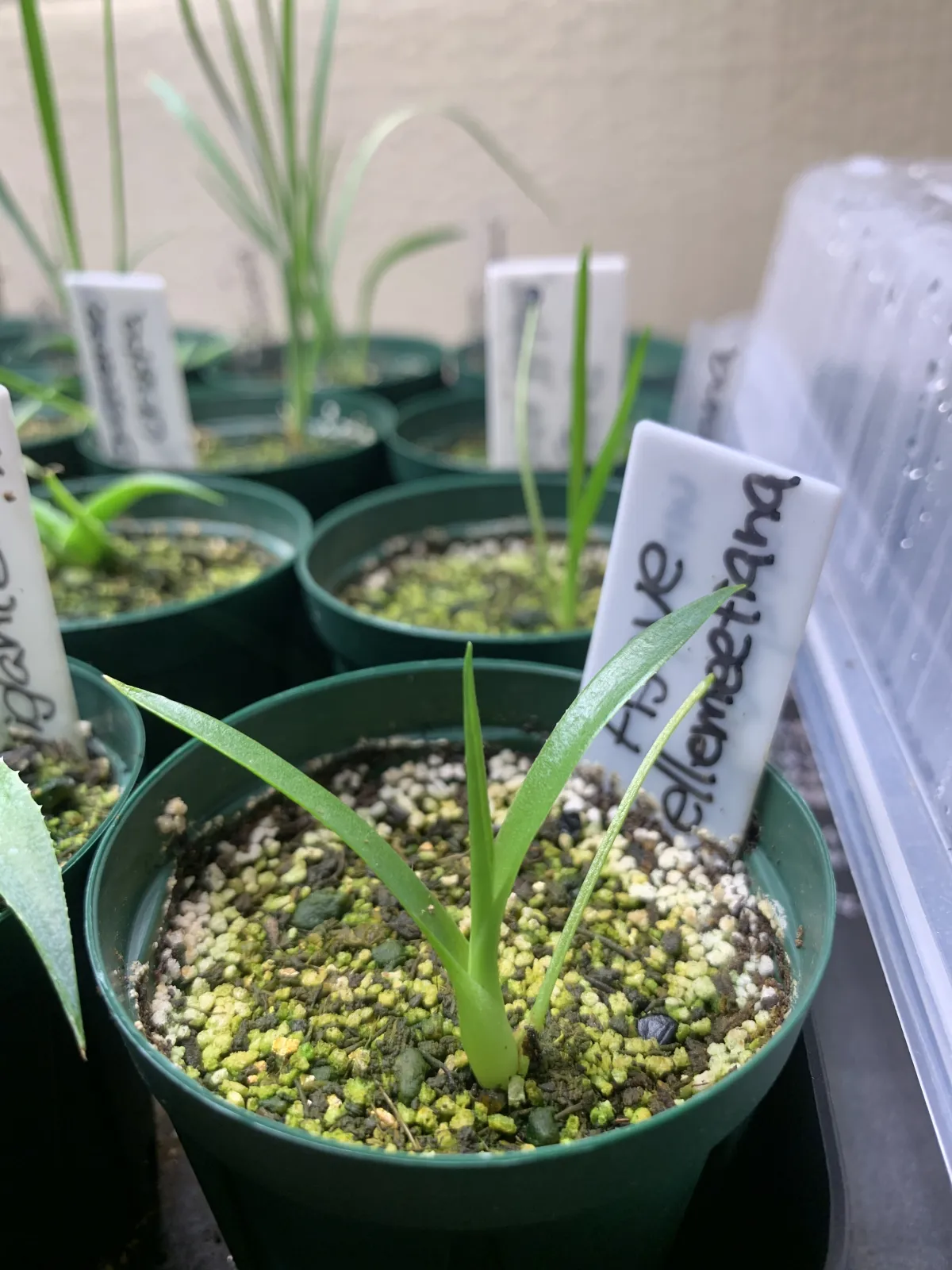 Agave ellemeetiana (アガベ エレミーティアナ)