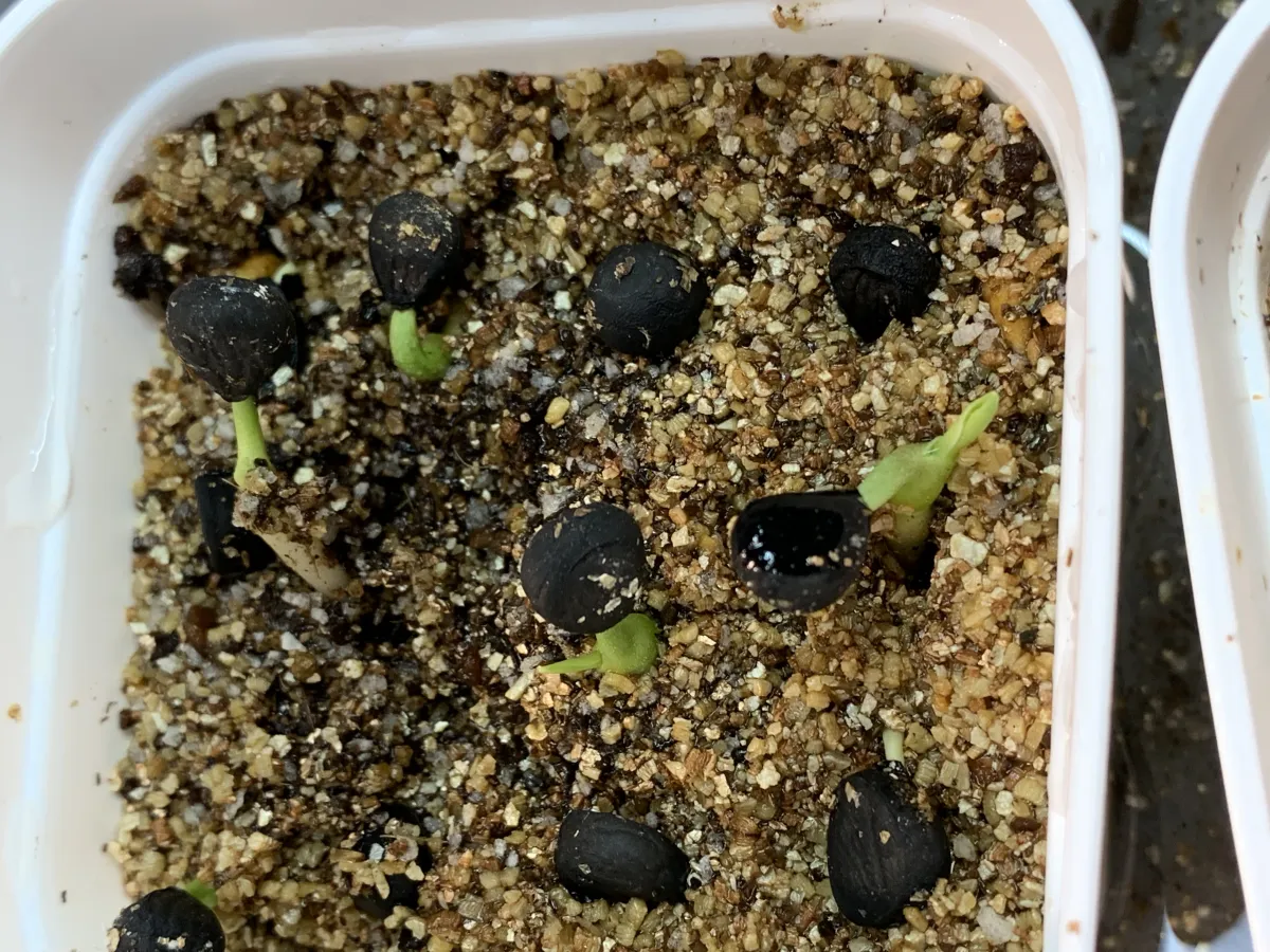 Yucca carnerosana (ユッカ カルネロサーナ)