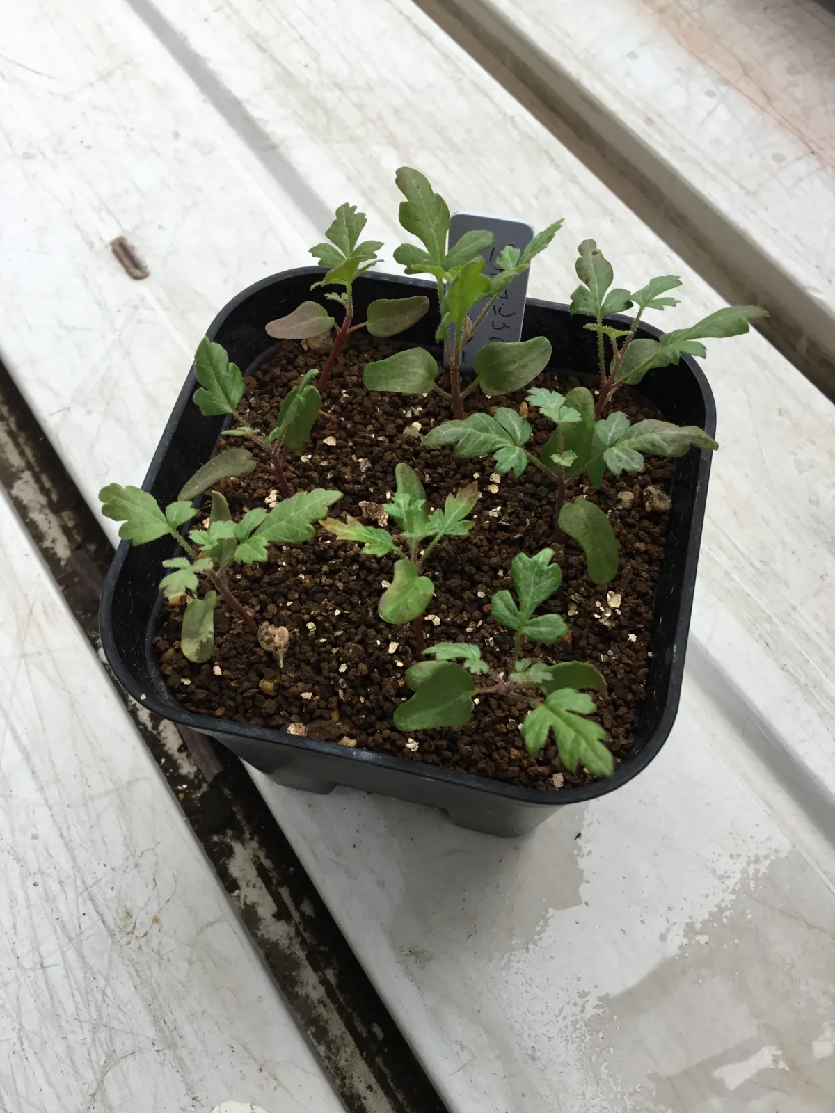 Pachycormus discolor (パキコルムス ディスカラー)