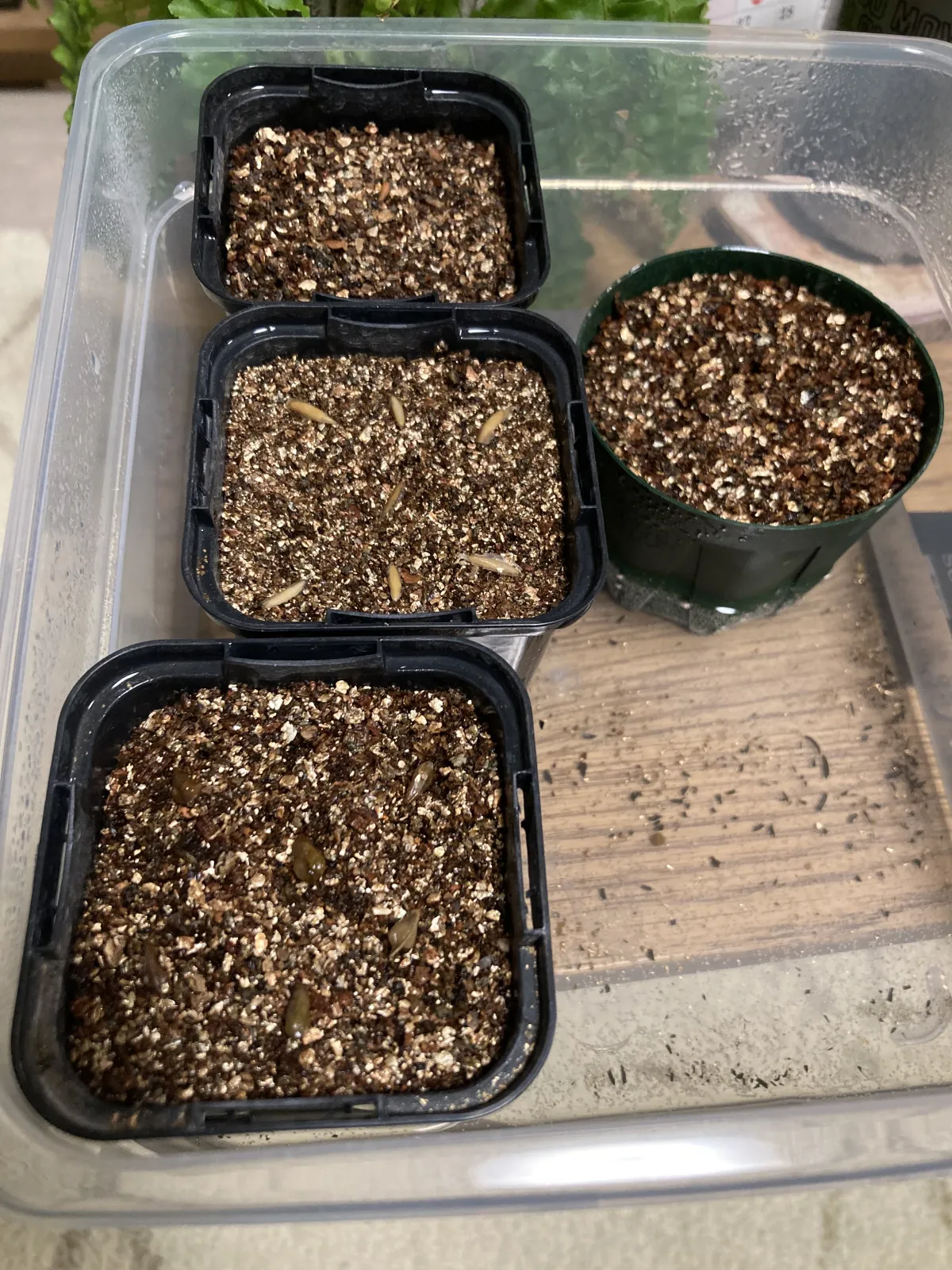 Pachypodium brevicaule subsp. leucoxanthum (パキポディウム レウコキサンツム)