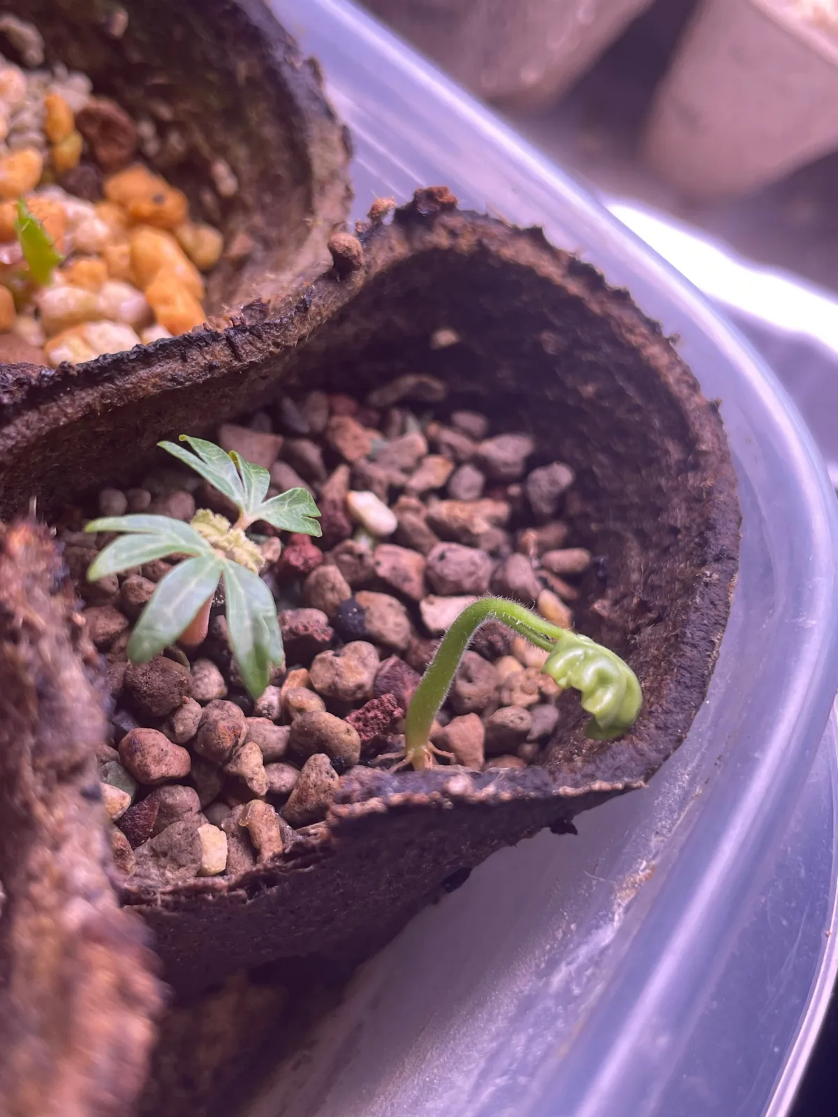 Boswellia sacra (ボスウェリア サクラ)