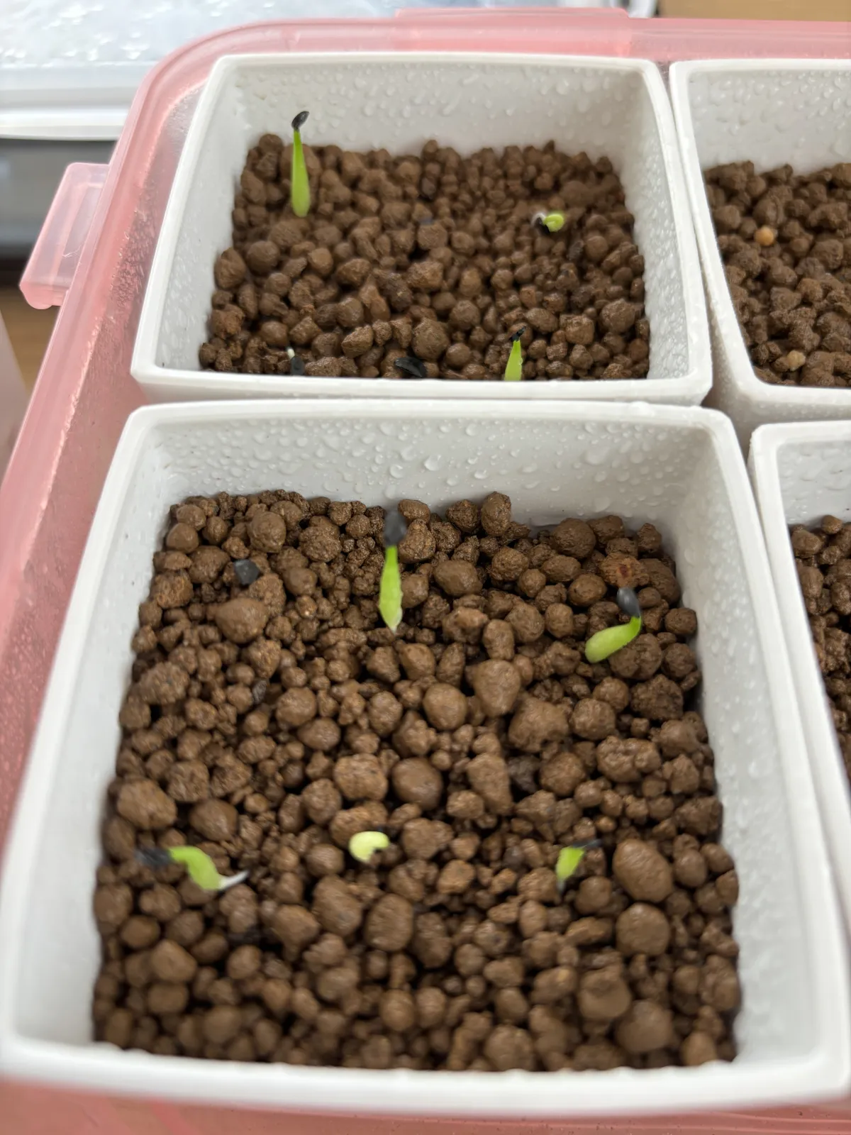 Agave victoriae-reginae Compacta (アガベ ビクトリアレジーナコンパクト)