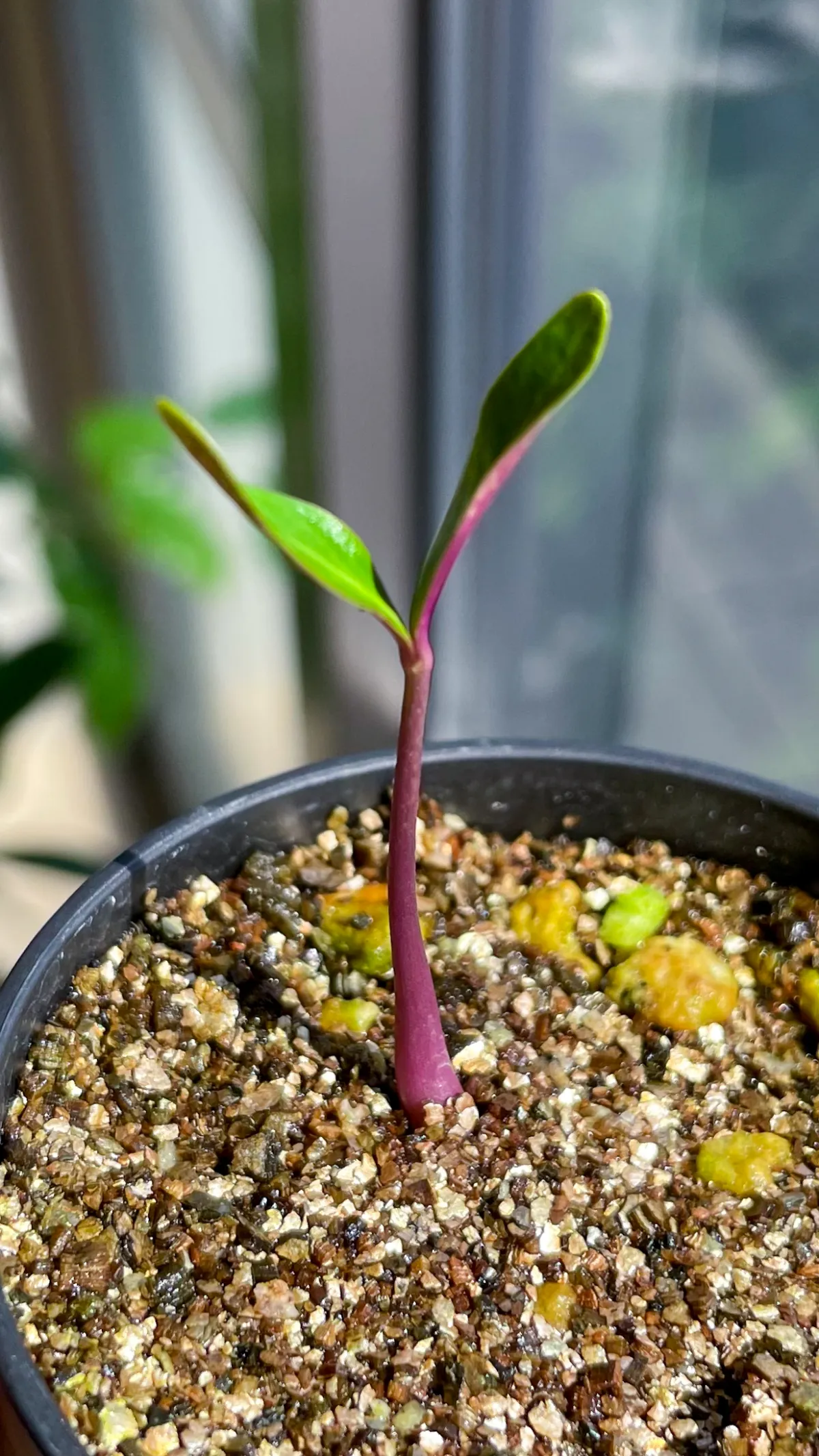 Petopentia natalensis (ペトペンチア ナタレンシス)