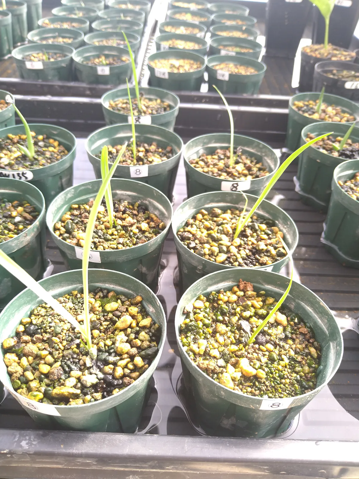 Yucca rostrata (ユッカ ロストラータ)