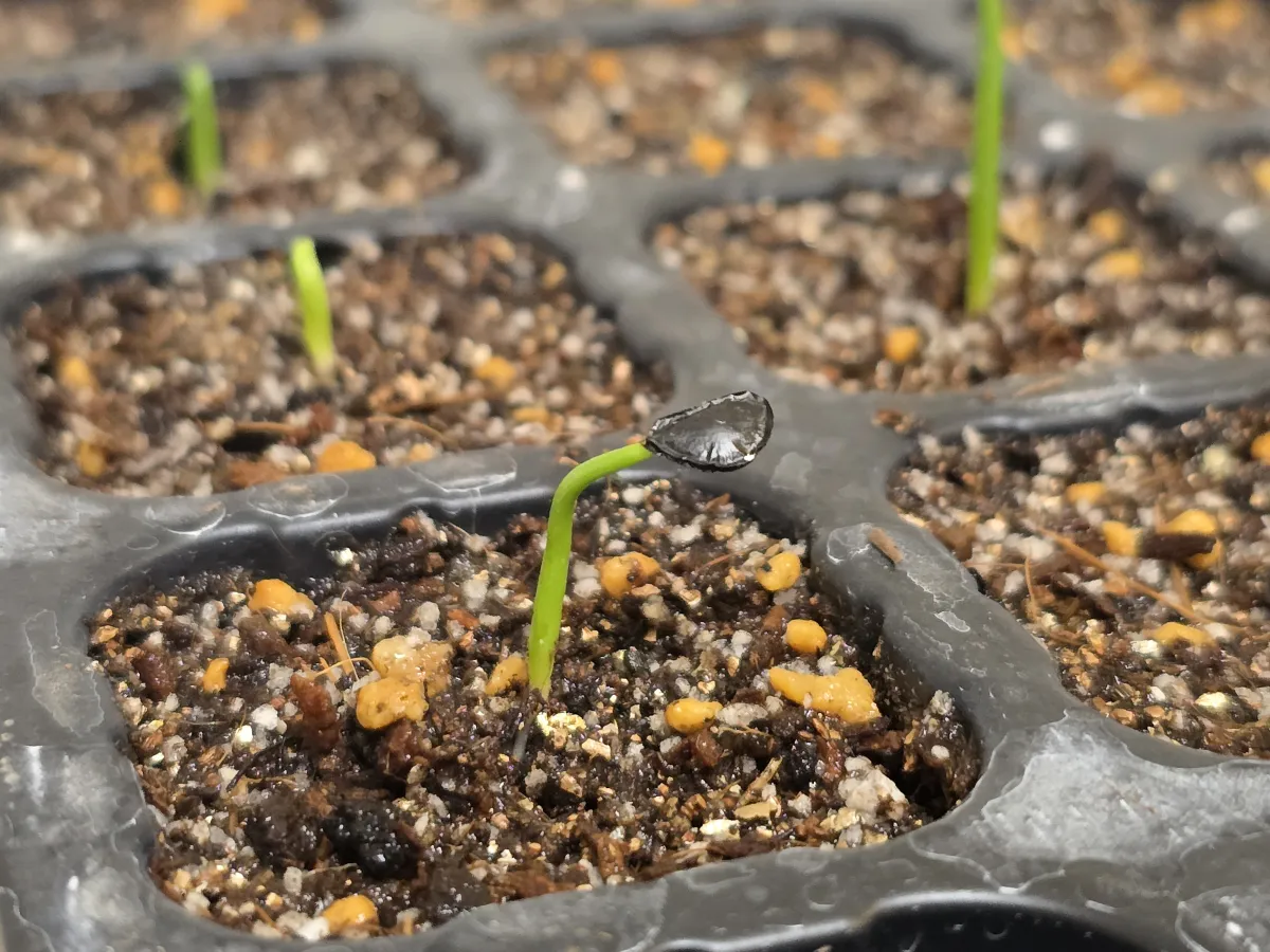 Agave parryi var. truncata (アガベ パリー トランカータ)