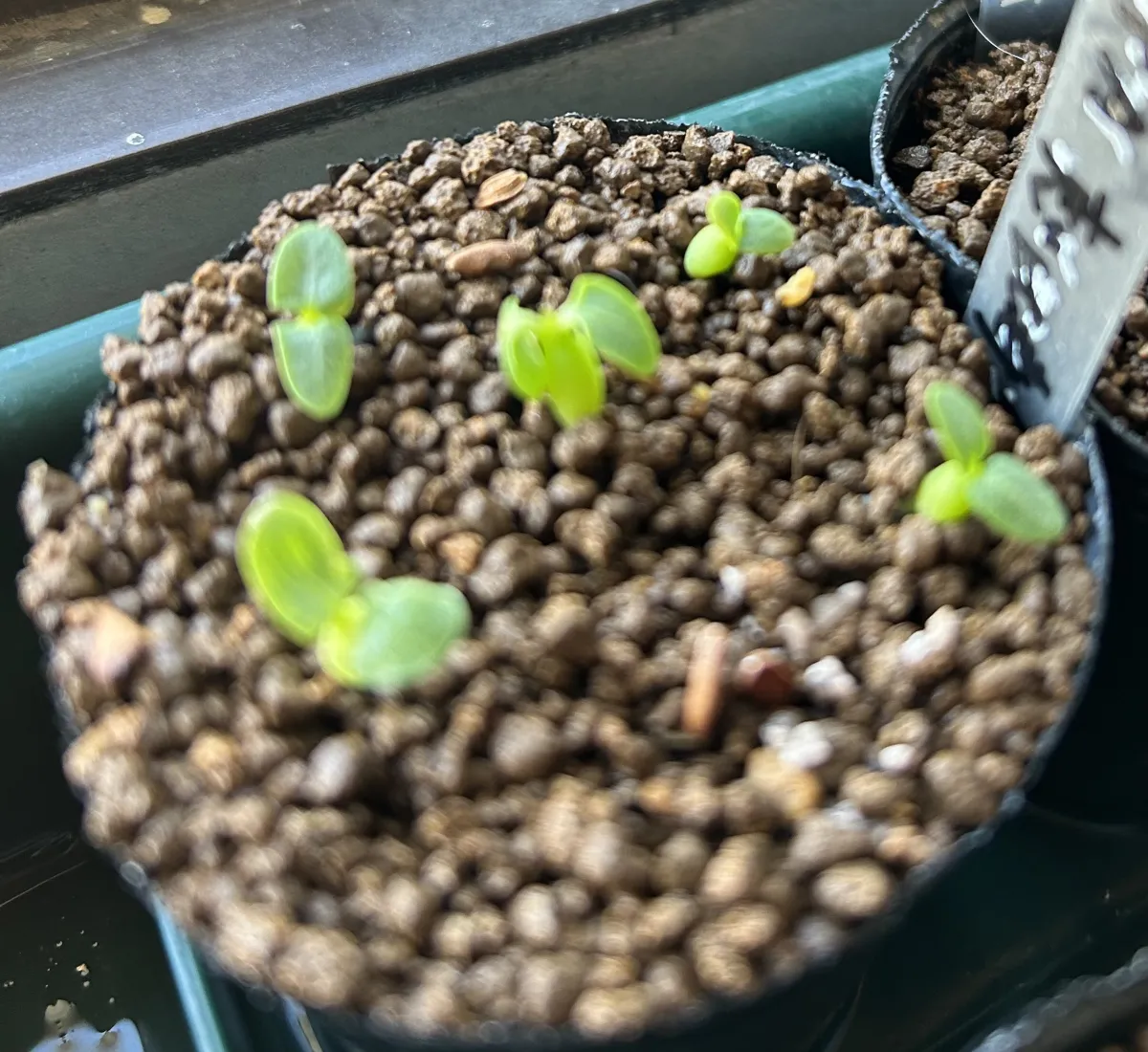 Pachypodium brevicaule subsp. leucoxanthum (パキポディウム レウコキサンツム)