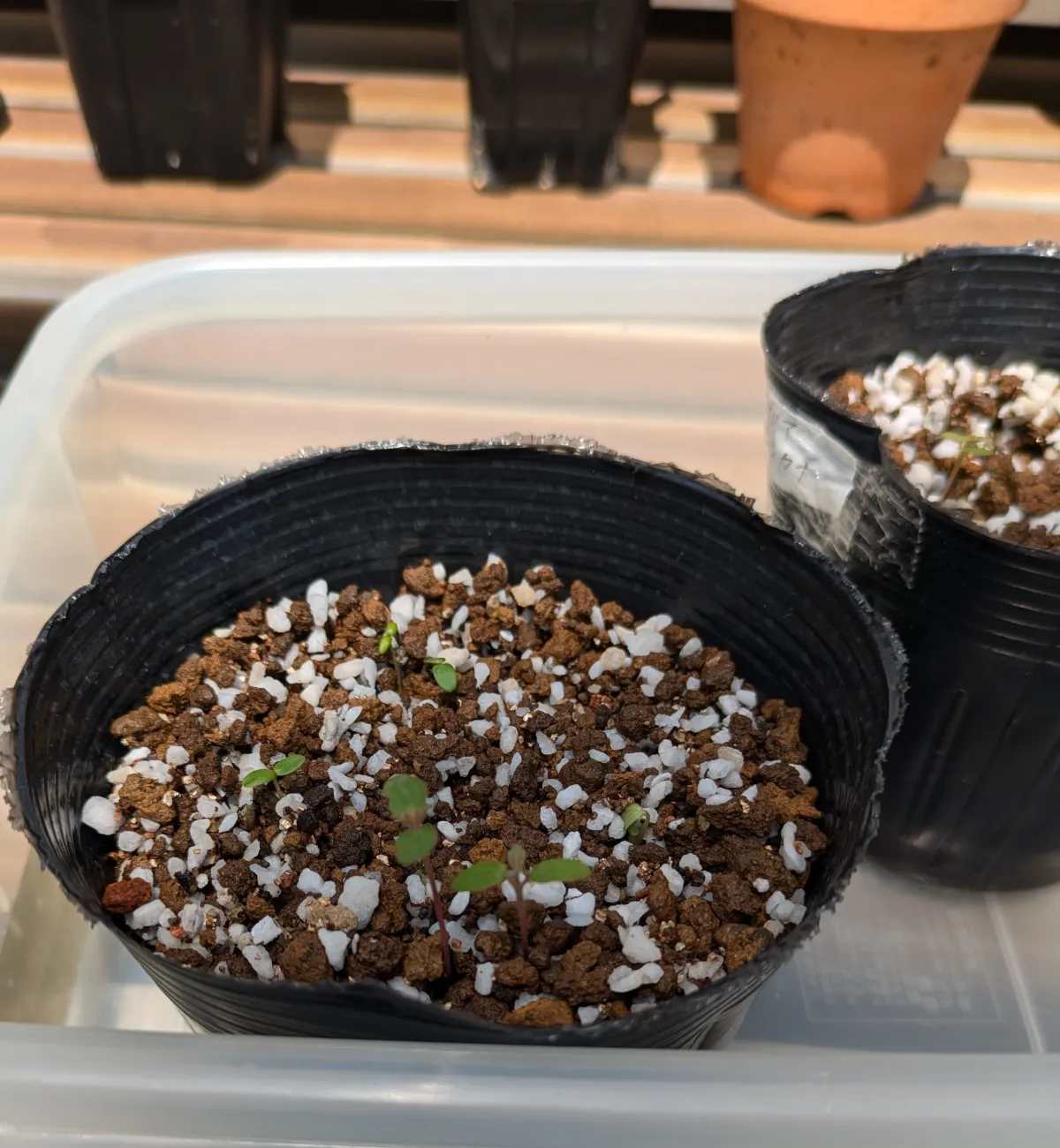 Beiselia mexicana (ベイセリア メキシカーナ)